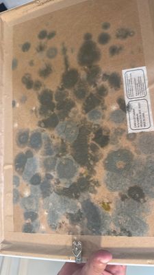 Ceiling Leak Repair — Naples, FL