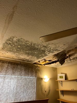 Home Mold Removal
