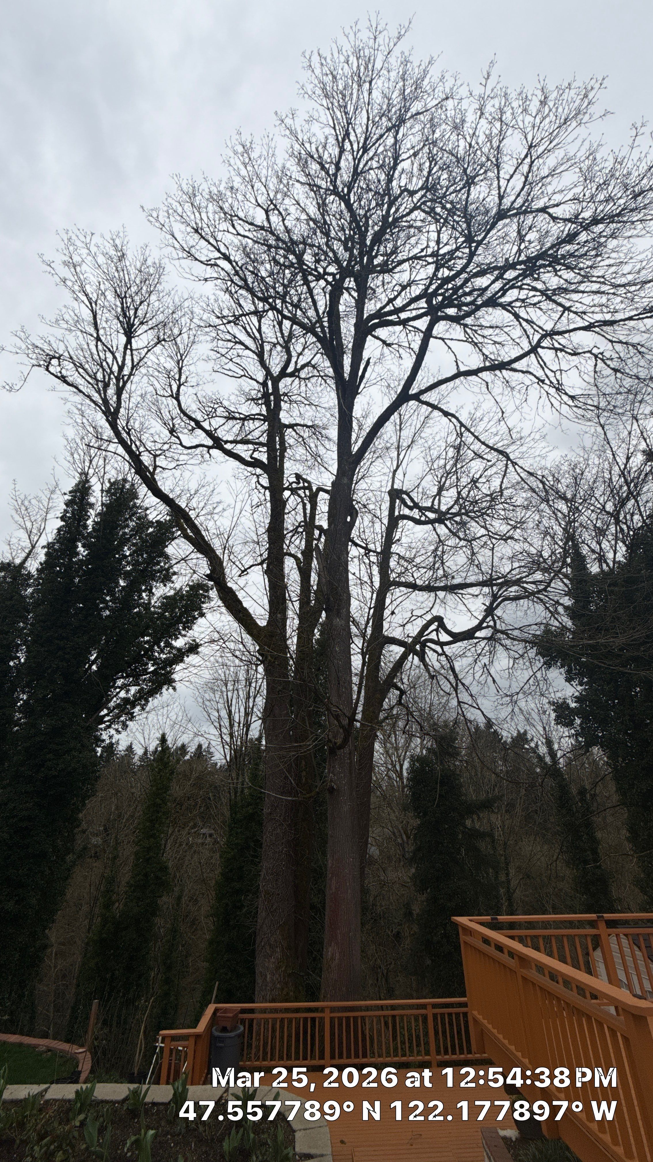 Arborist Assessment of Mature Bellevue Trees by Sound Tree Care LLC