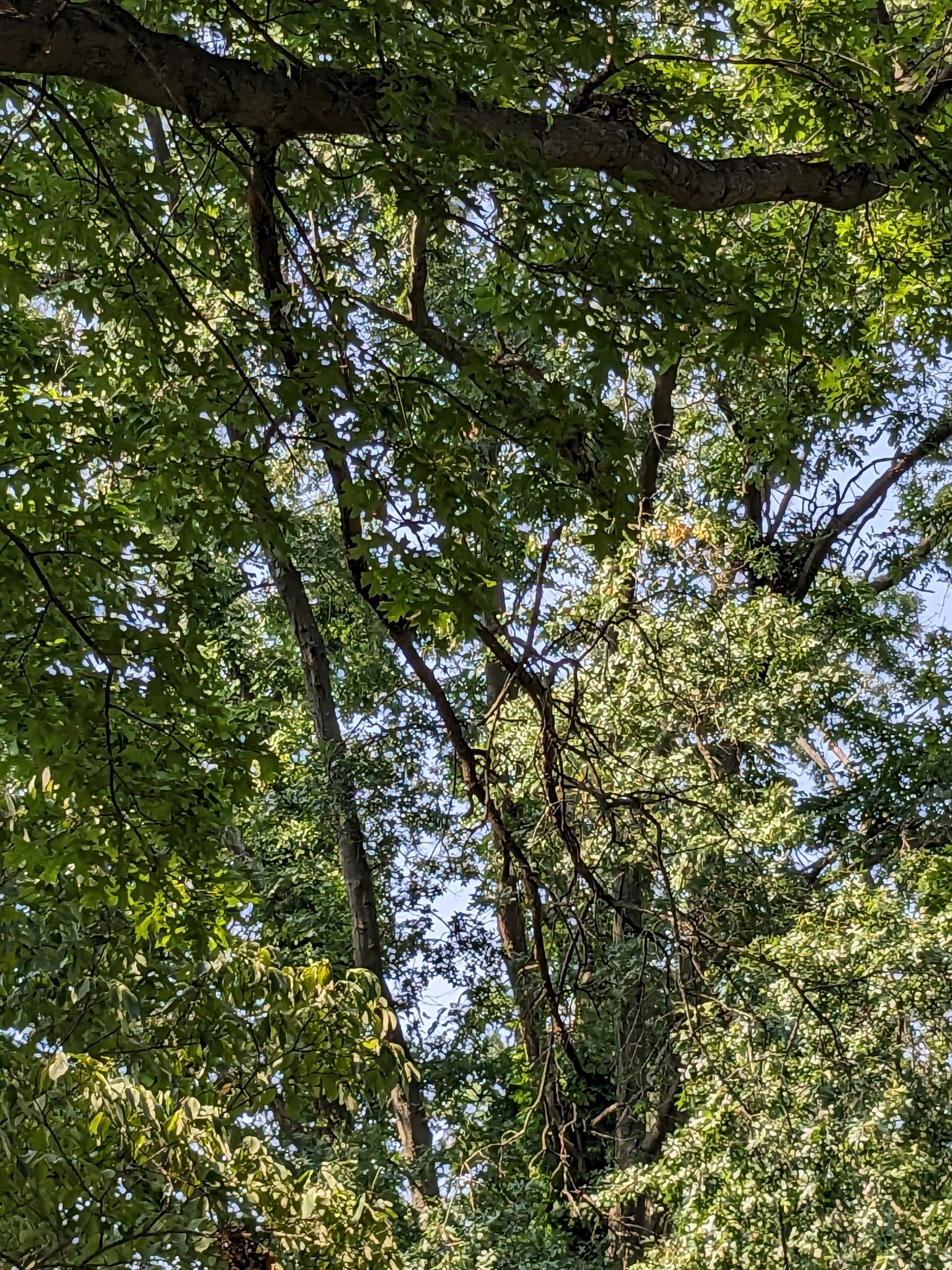 Tree Trimming using Tree Pruing by Mike Jones & Sons Tree Service LLC 