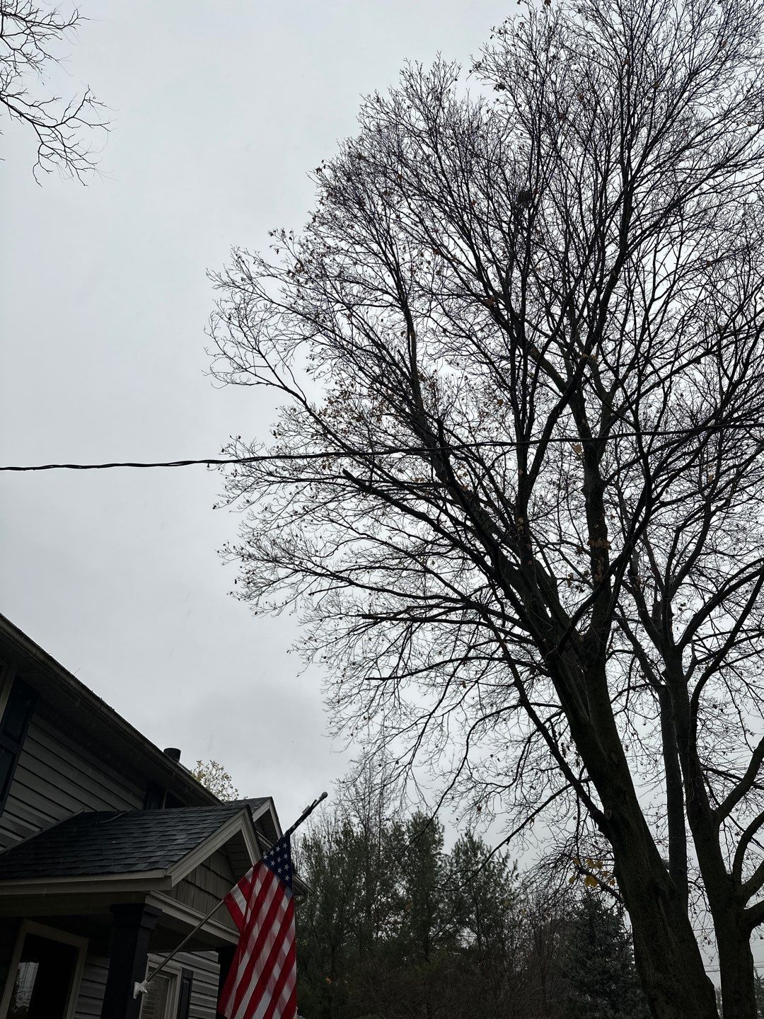 Tree Trimming using Tree Pruing by Mike Jones & Sons Tree Service LLC 