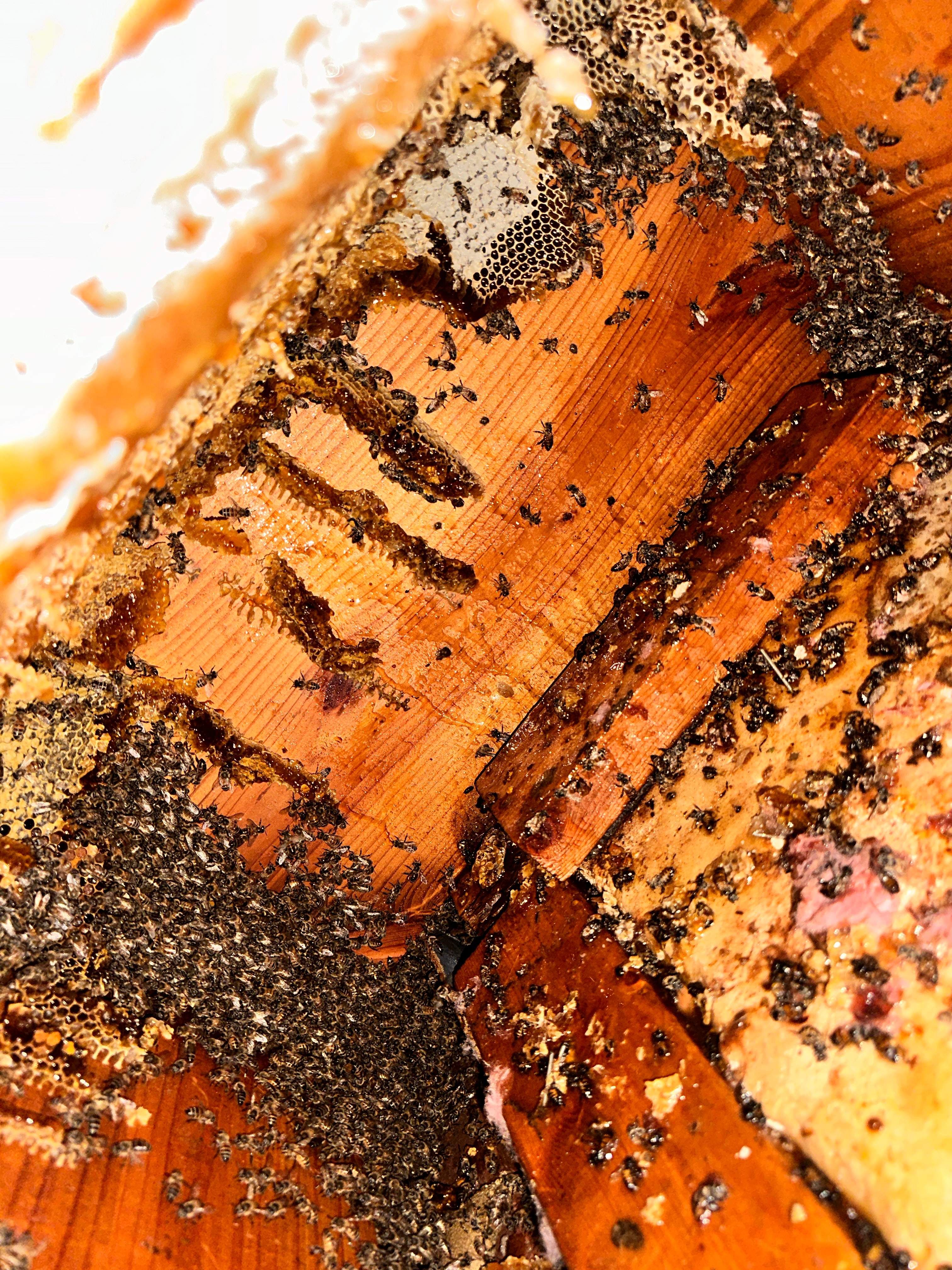 Floored! by Rockwall Honey Bee Company