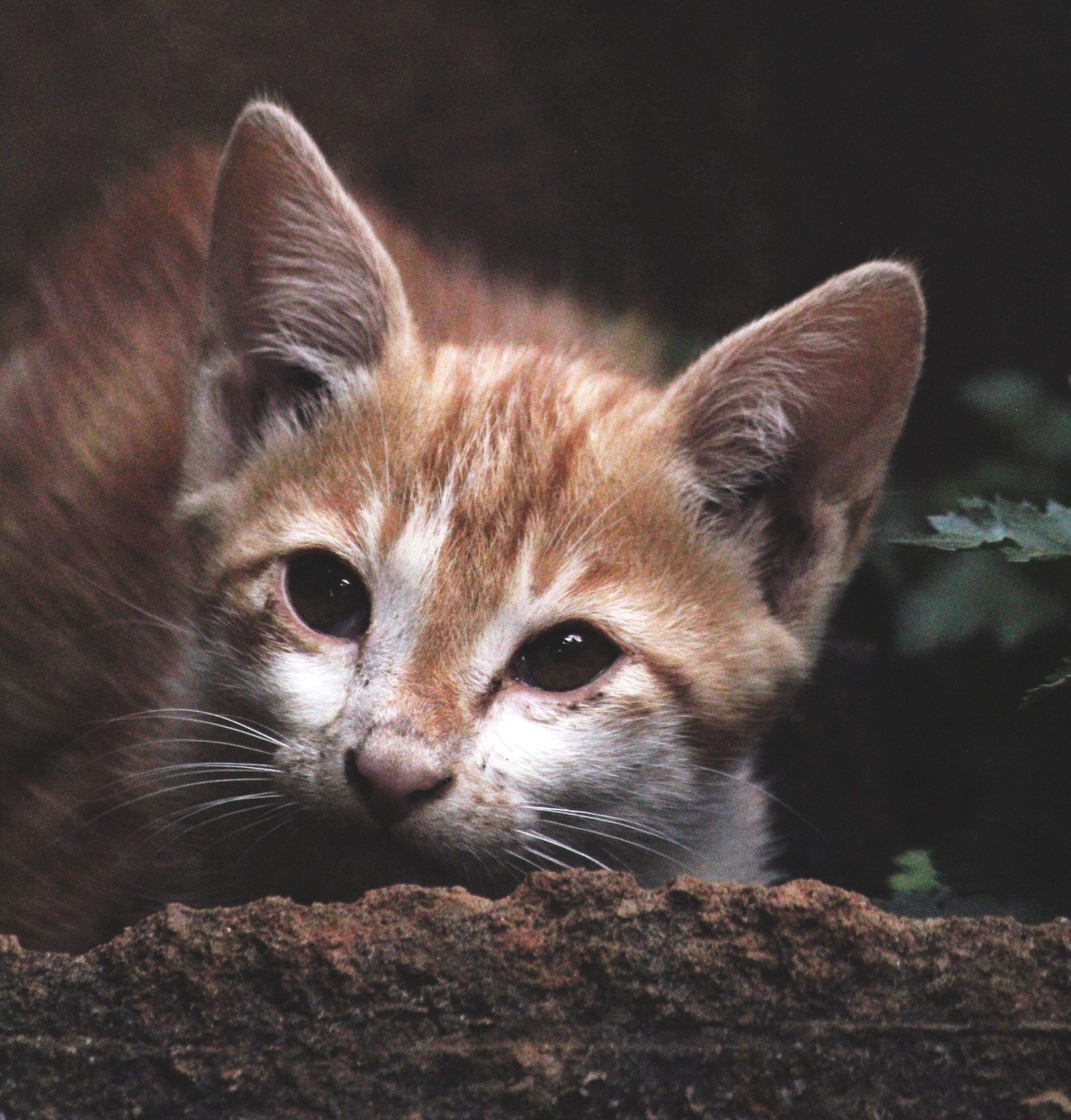 Kittens! by CompanyCam
