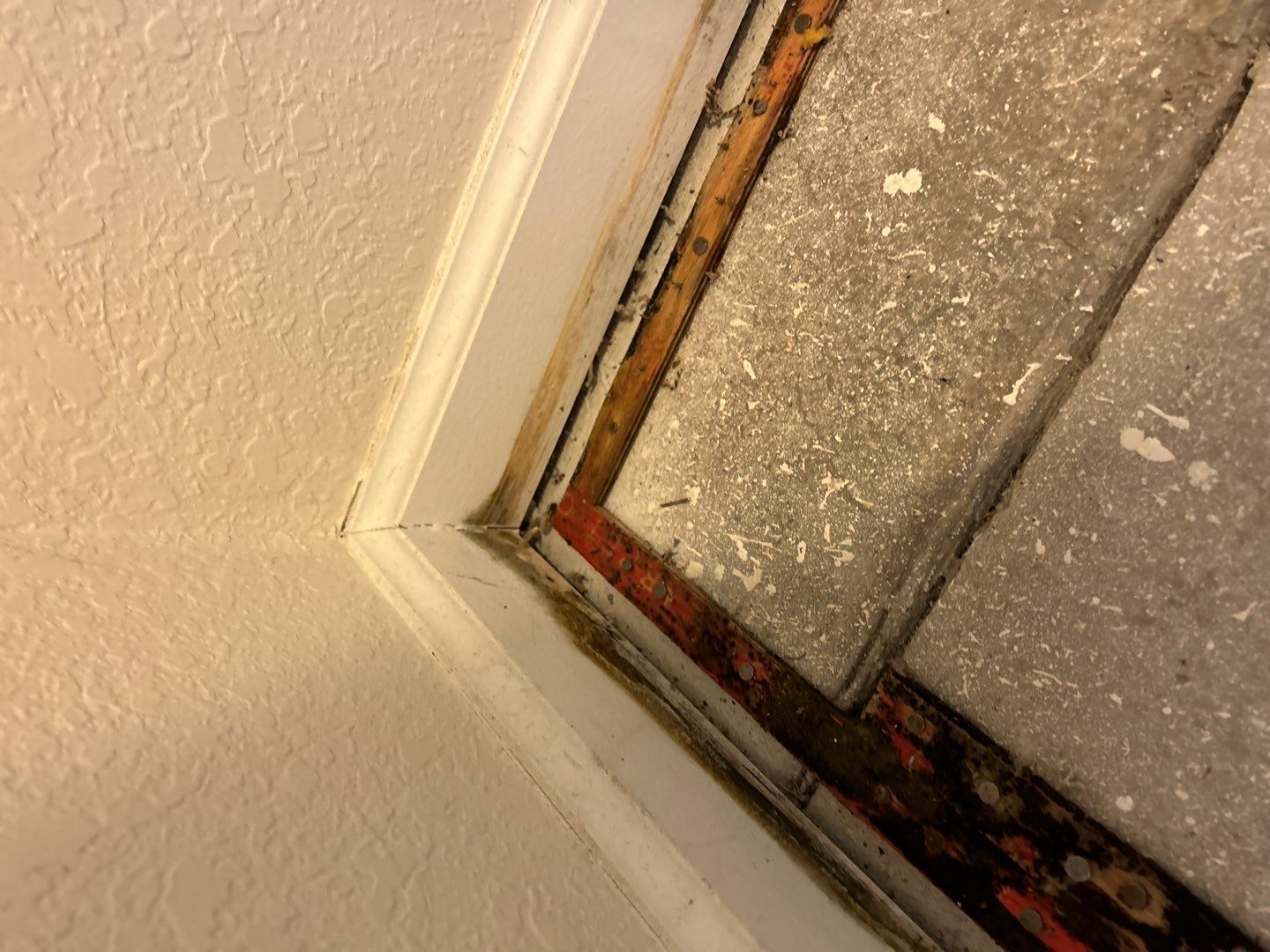 Mold Damage Project in Thornton by Accountable Home Services