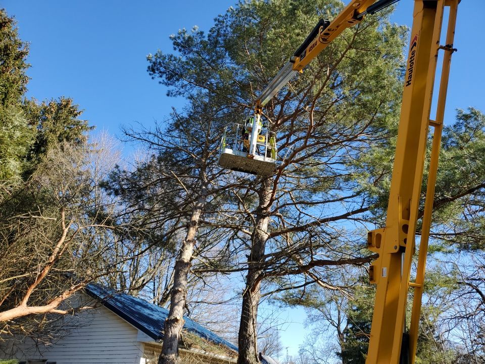 Storm Damaged Tree Removal  using Tree Removal by Mike Jones & Sons Tree Service LLC 