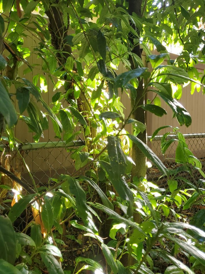 Tree Removal using Tree Removal by Mike Jones & Sons Tree Service LLC 