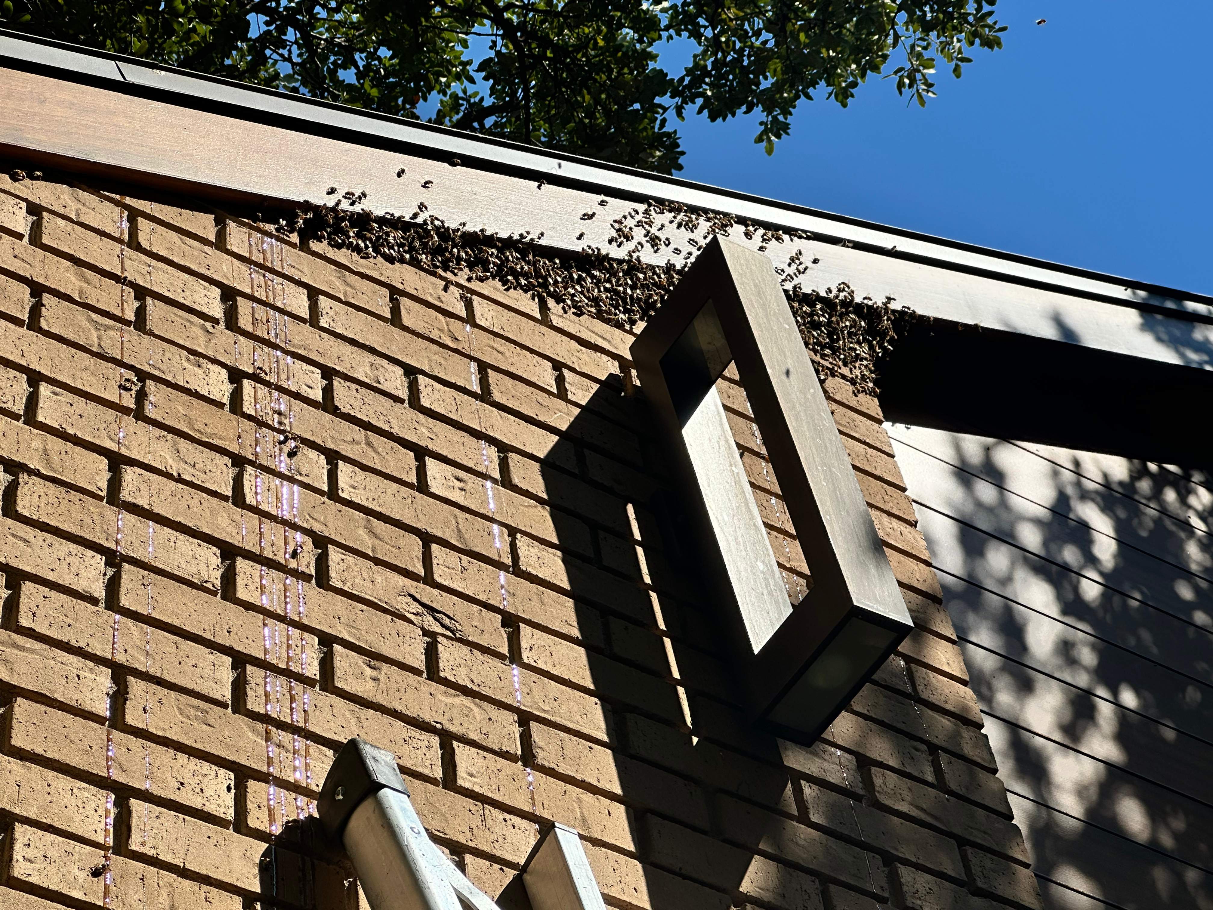 Red Light Attic by Rockwall Honey Bee Company