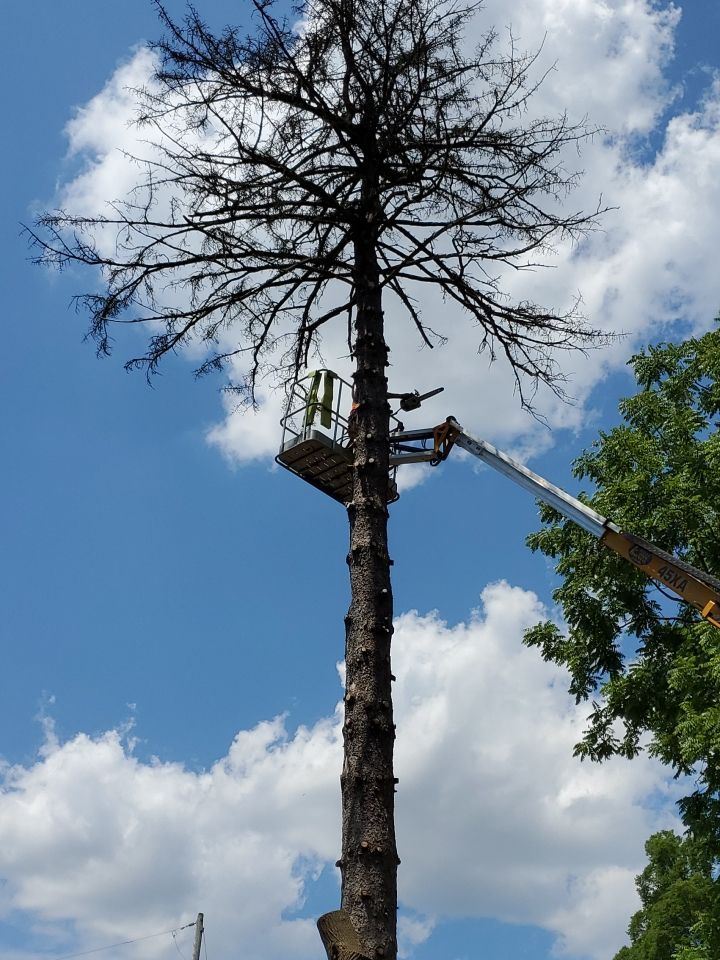 Tree Removal using Tree Removal by Mike Jones & Sons Tree Service LLC 