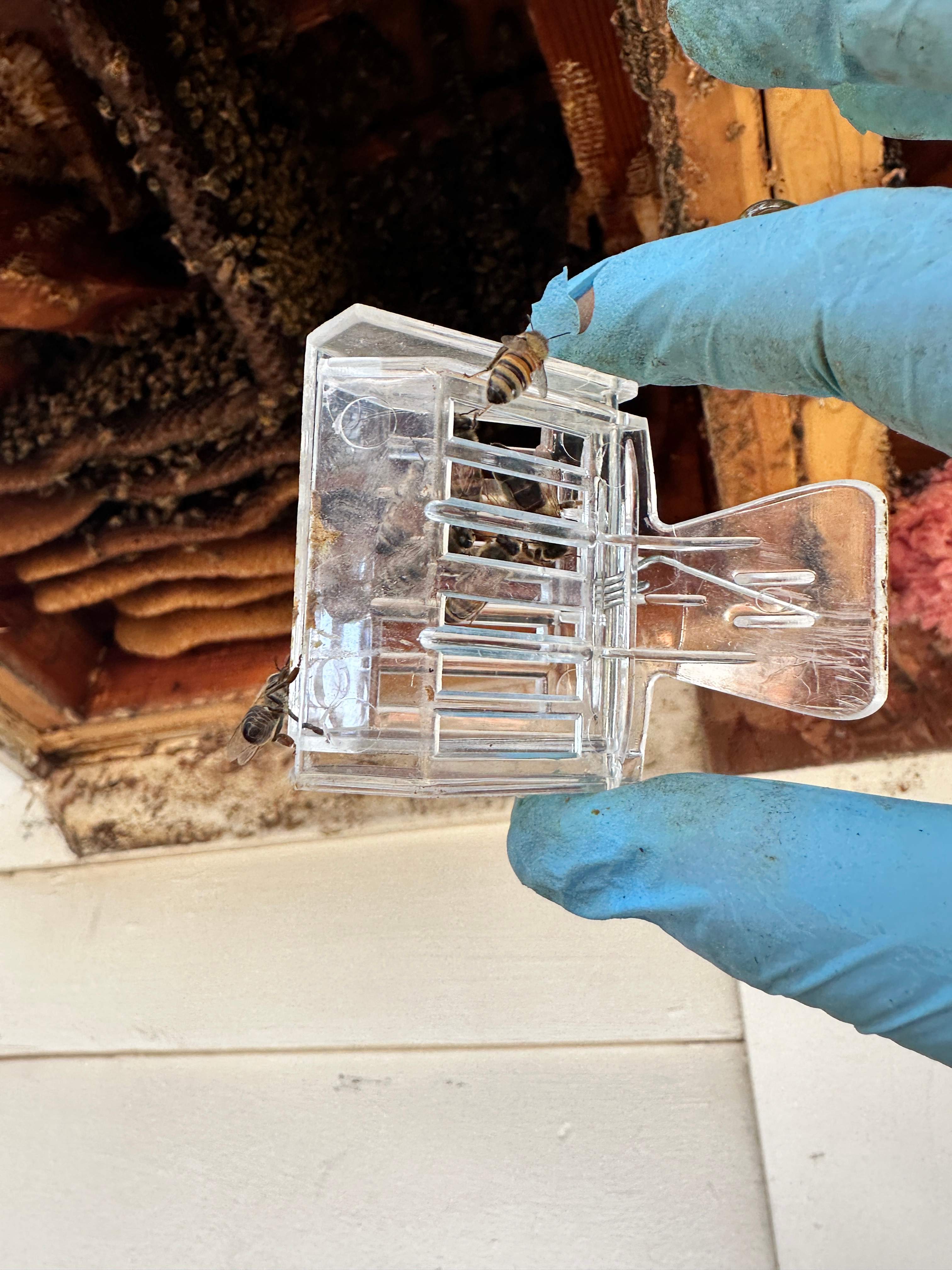 Last of 2025 by Rockwall Honey Bee Company