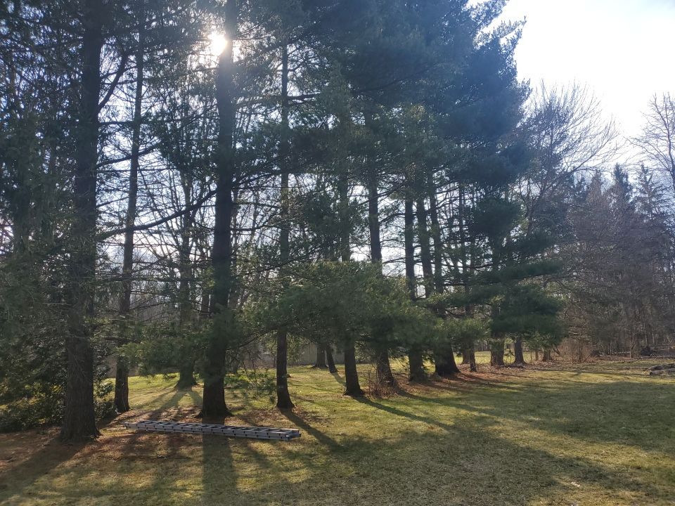 Tree Removal using Tree Removal by Mike Jones & Sons Tree Service LLC 