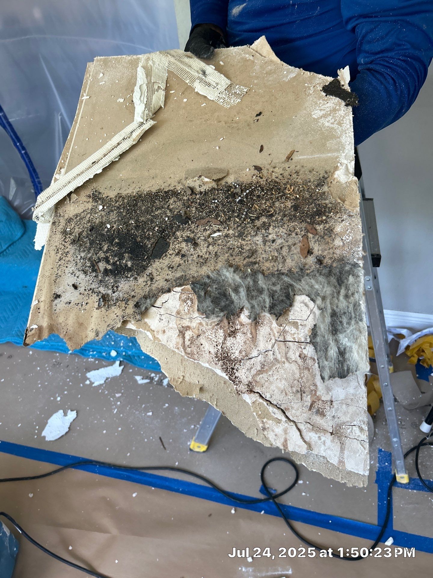 Mold Inspection & Mold Removal In St. Petersburg, FL by Ampm Restoration Services