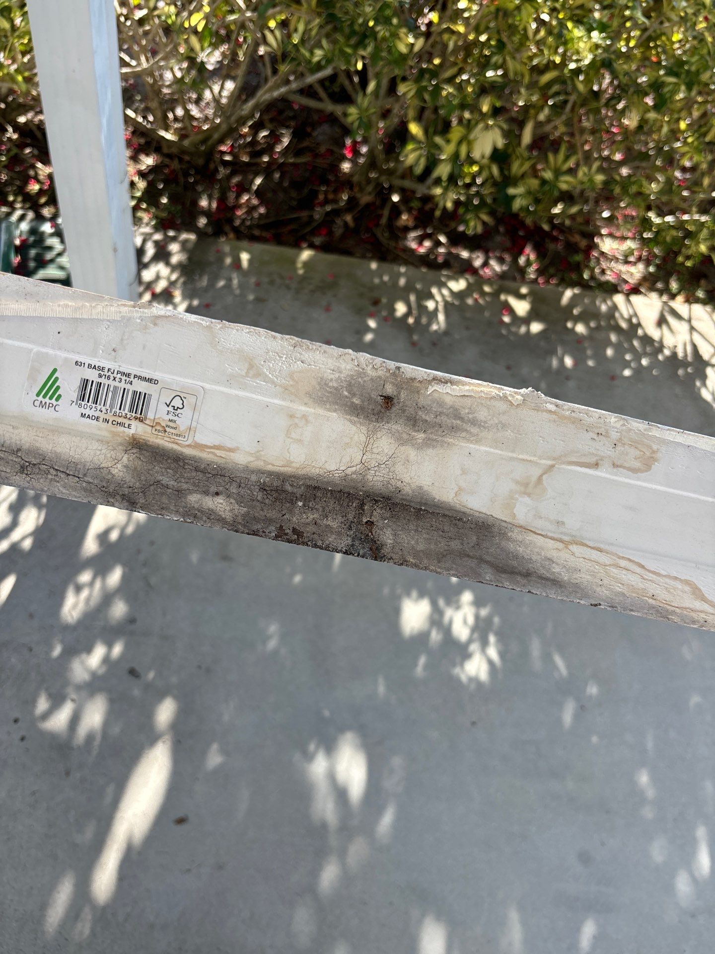 Mold Remediation Palmetto by Ampm Restoration Services 