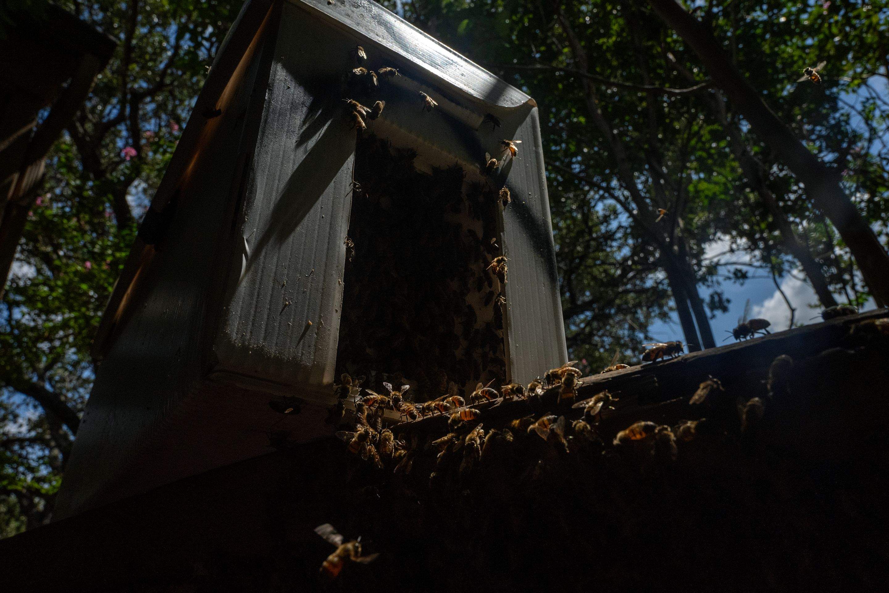 Condo Patio by Rockwall Honey Bee Company