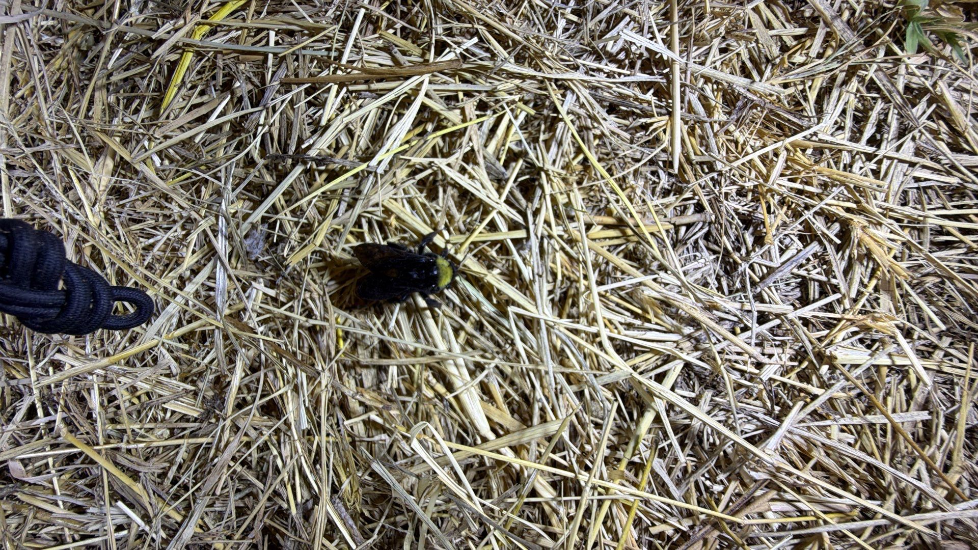 Haystack Bumblebees by Rockwall Honey Bee Company