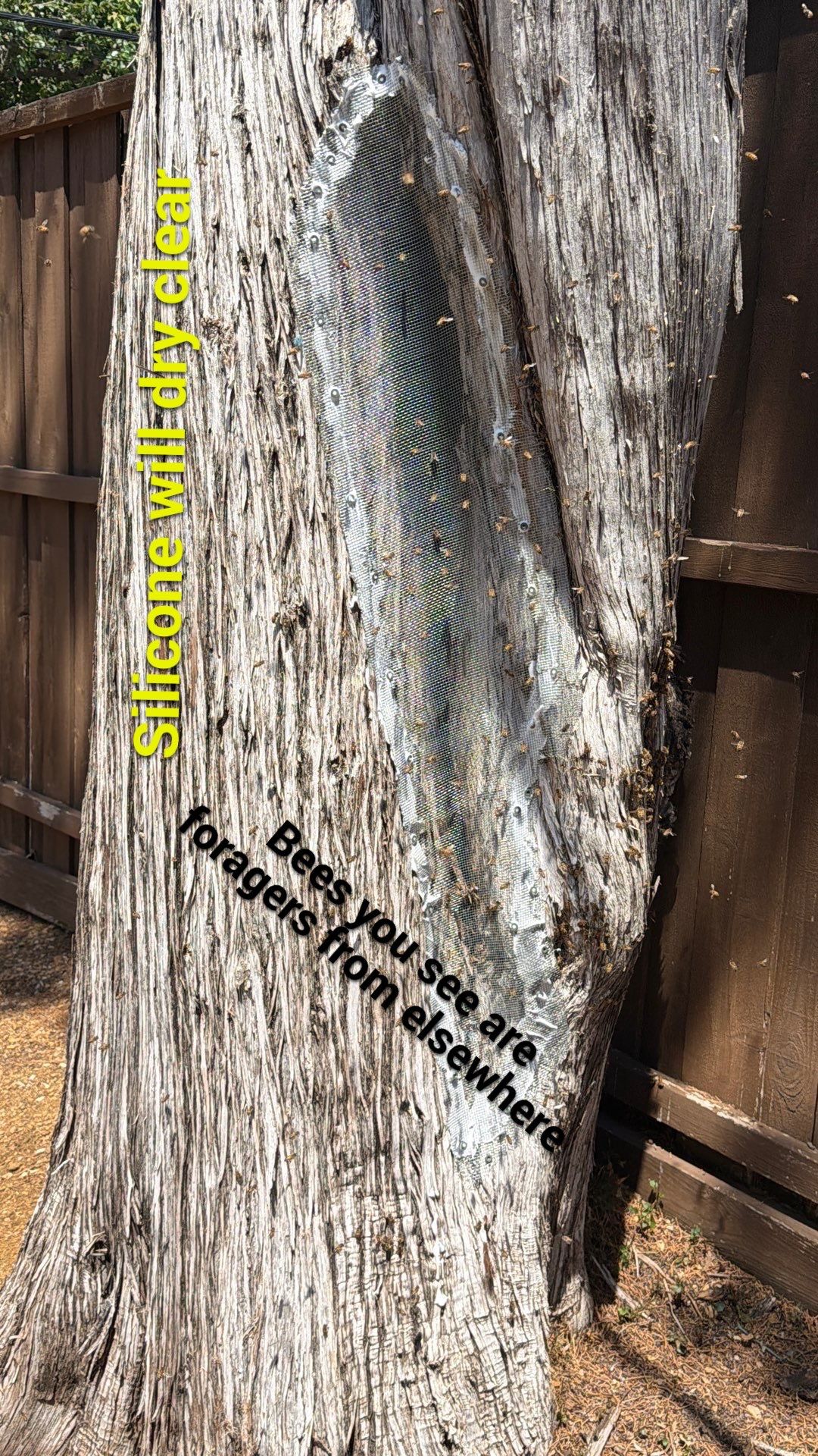 Cavern-Crack Tree Bees by Rockwall Honey Bee Company