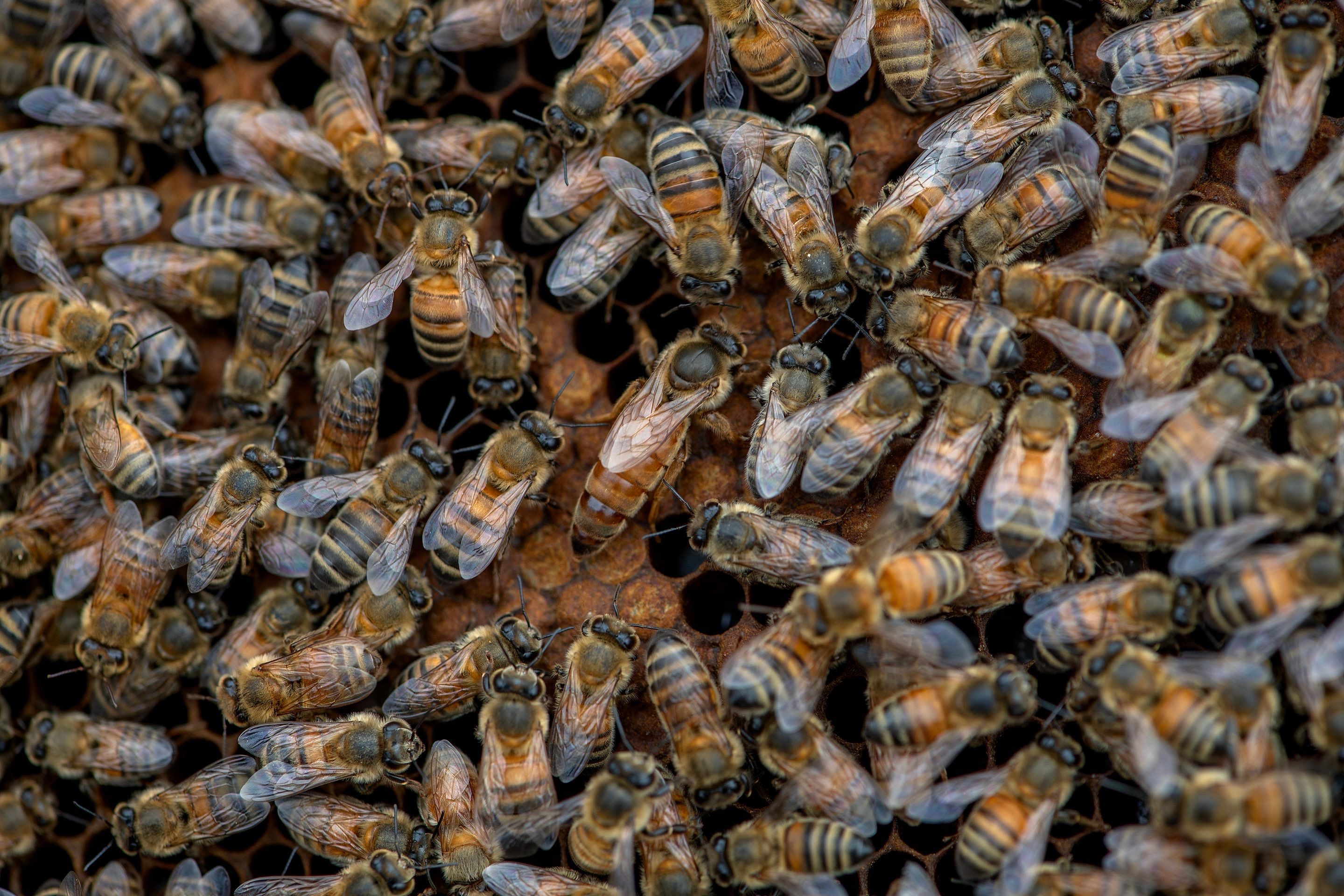 Urban Beekeeping in Dallas by Rockwall Honey Bee Company