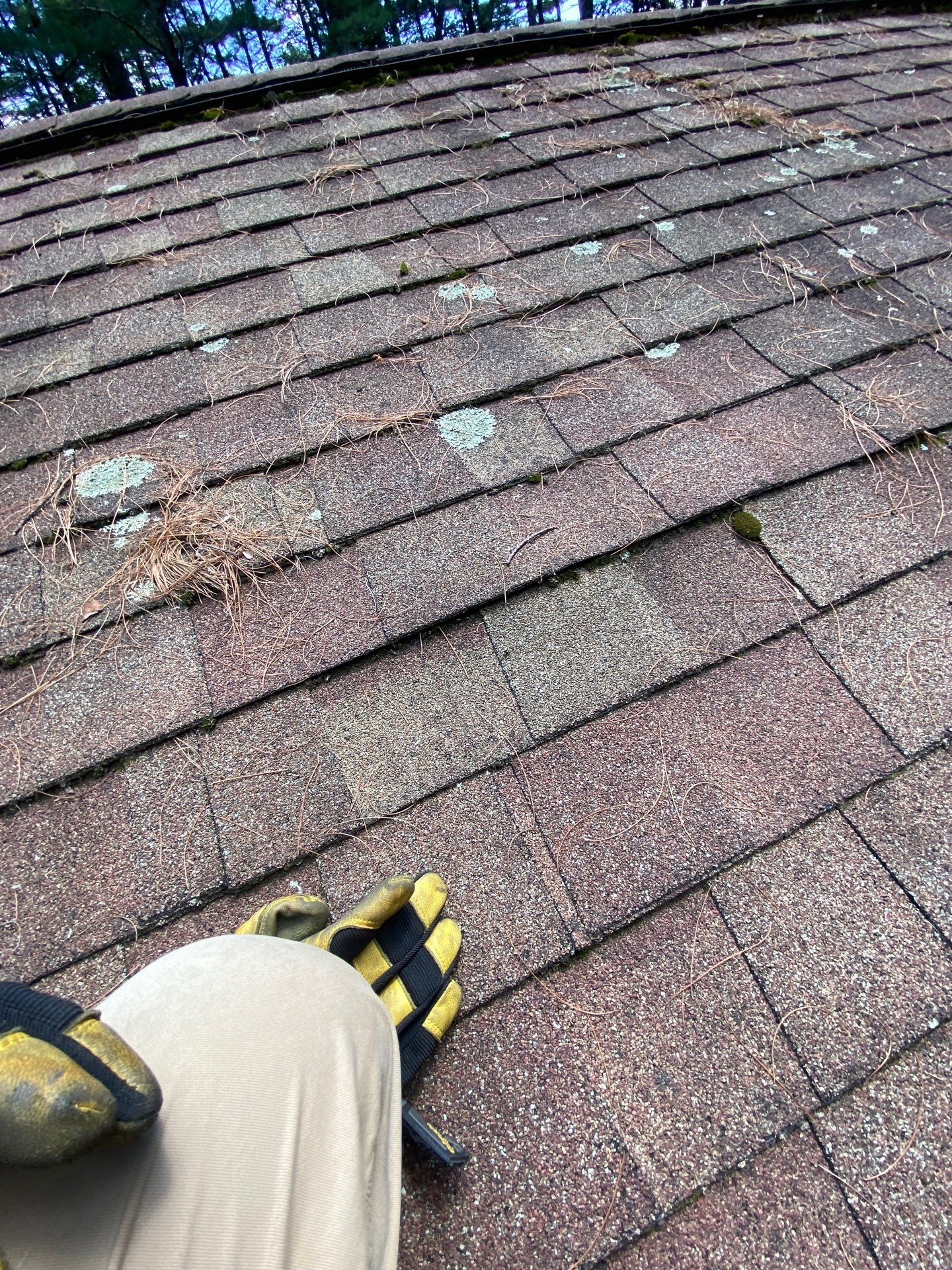 Roof Replacement – Rosalie Brown, MA by Mighty Dog Roofing of Greater Middlesex County