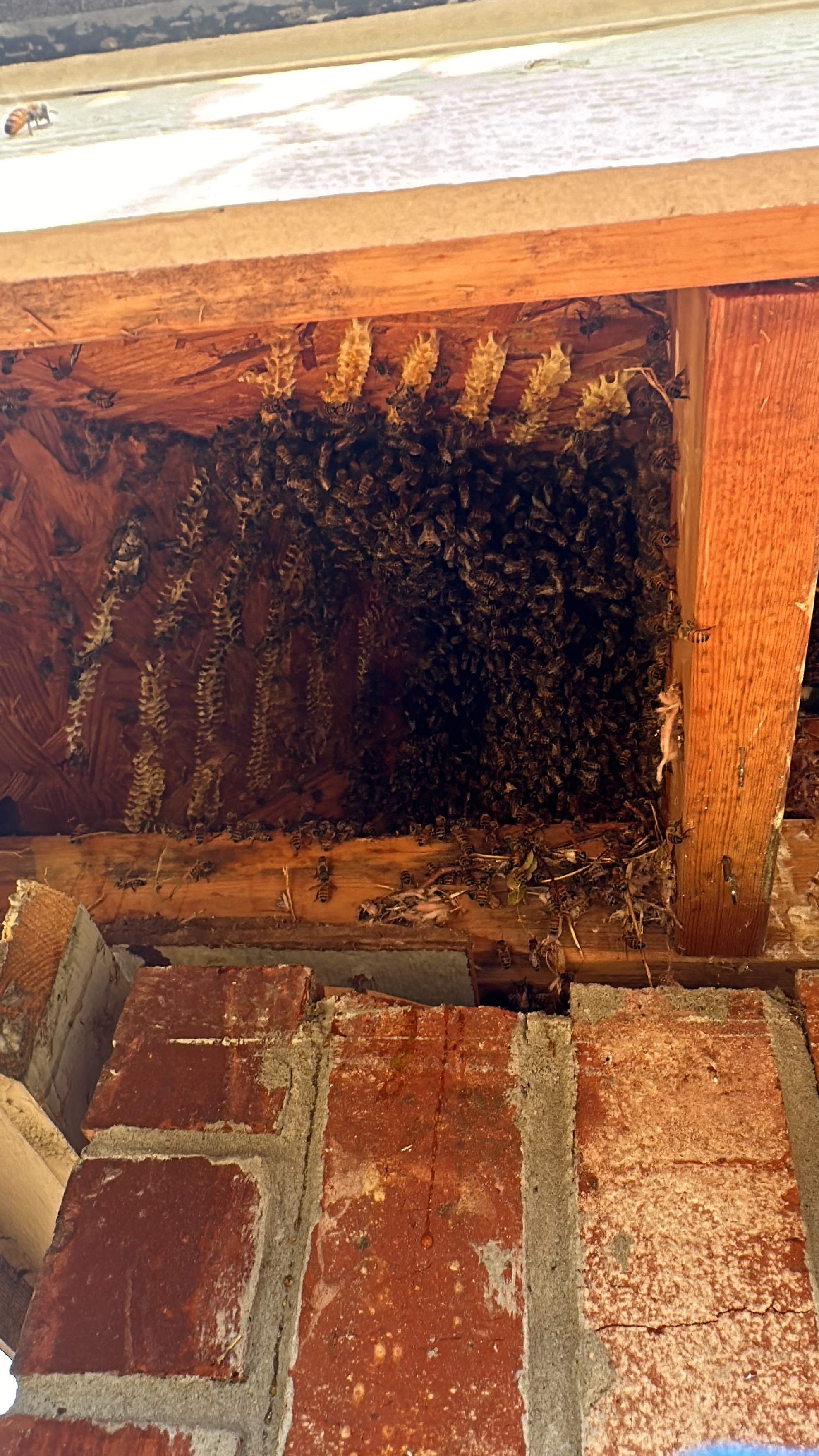 Corner Soffit by Rockwall Honey Bee Company