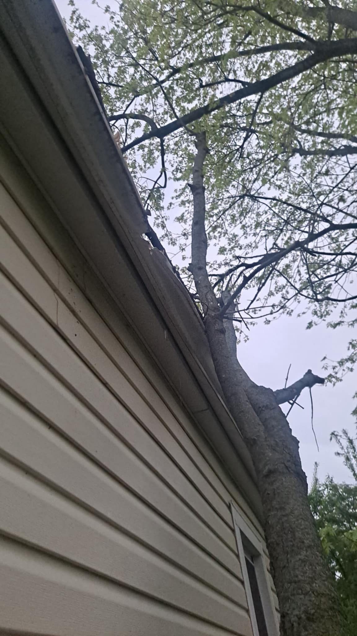 Jonathon Salmons Hail & Tree Damage Report by Constructive Project Management