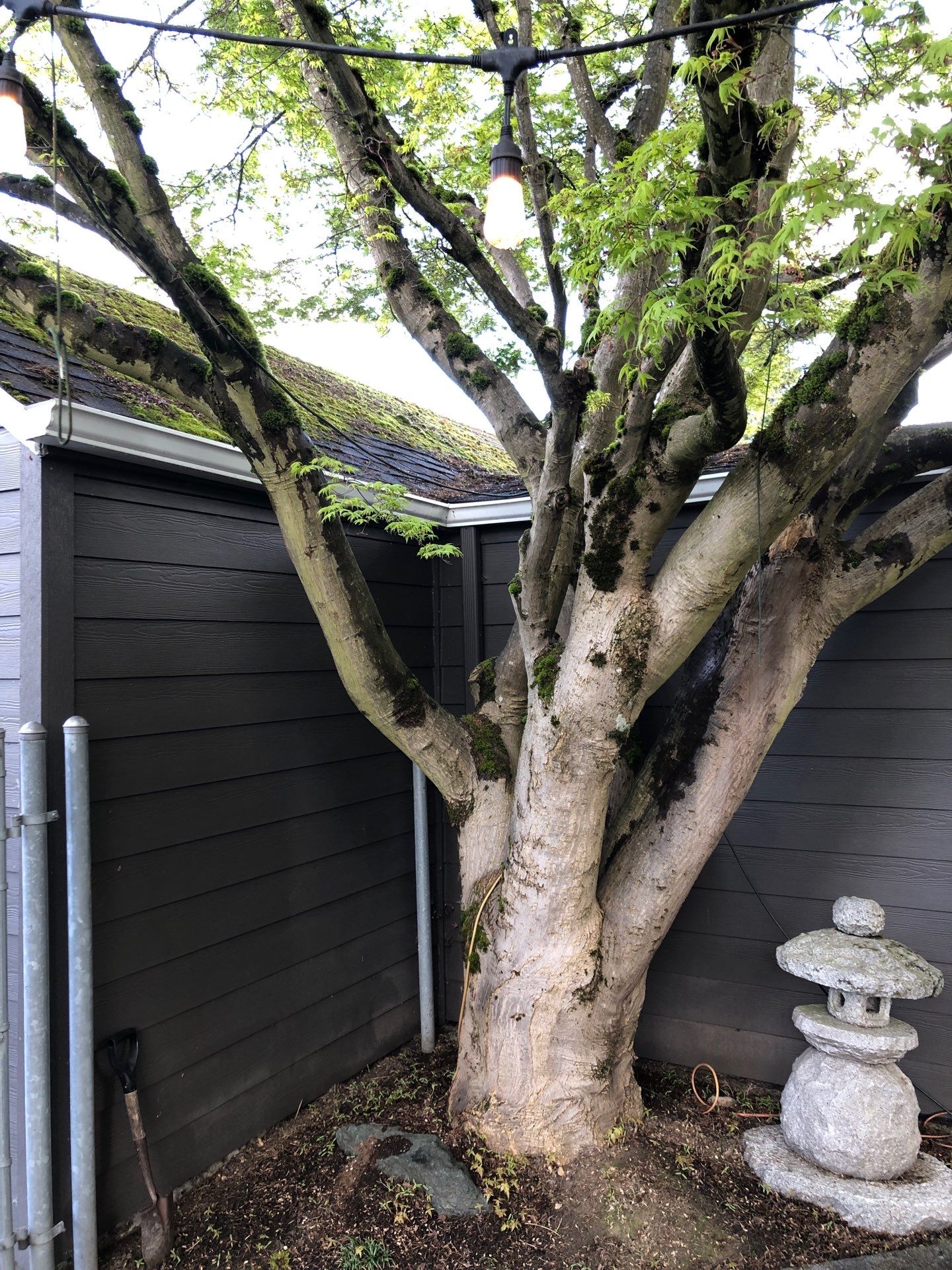 Project in Seattle by Peaks and Valleys Construction