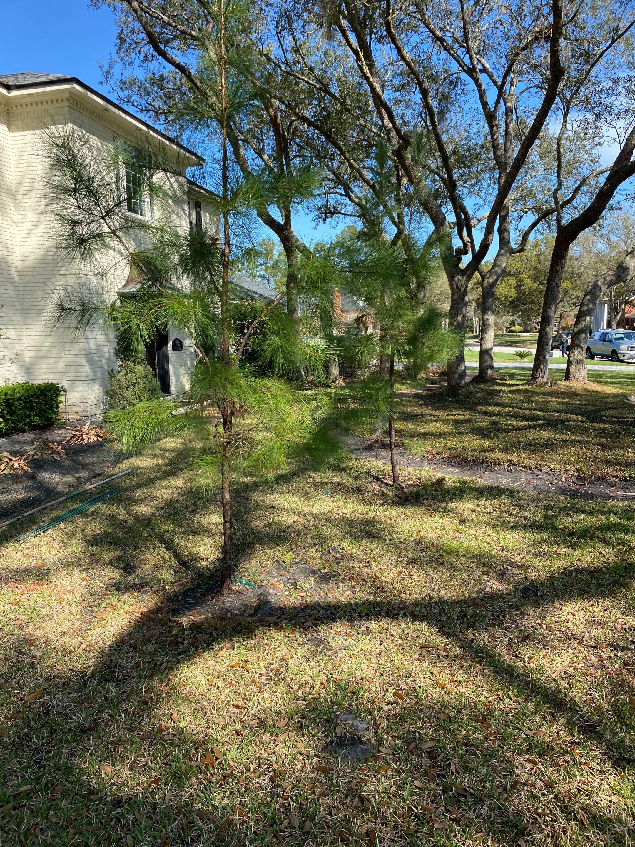 Deerwood Resident | Tree Service by ProGreen Services