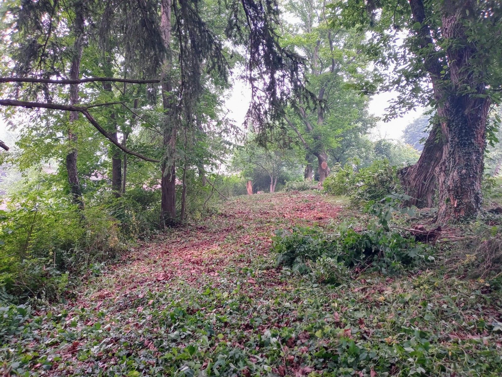 Tree Removal using Tree Removal by Mike Jones & Sons Tree Service LLC 