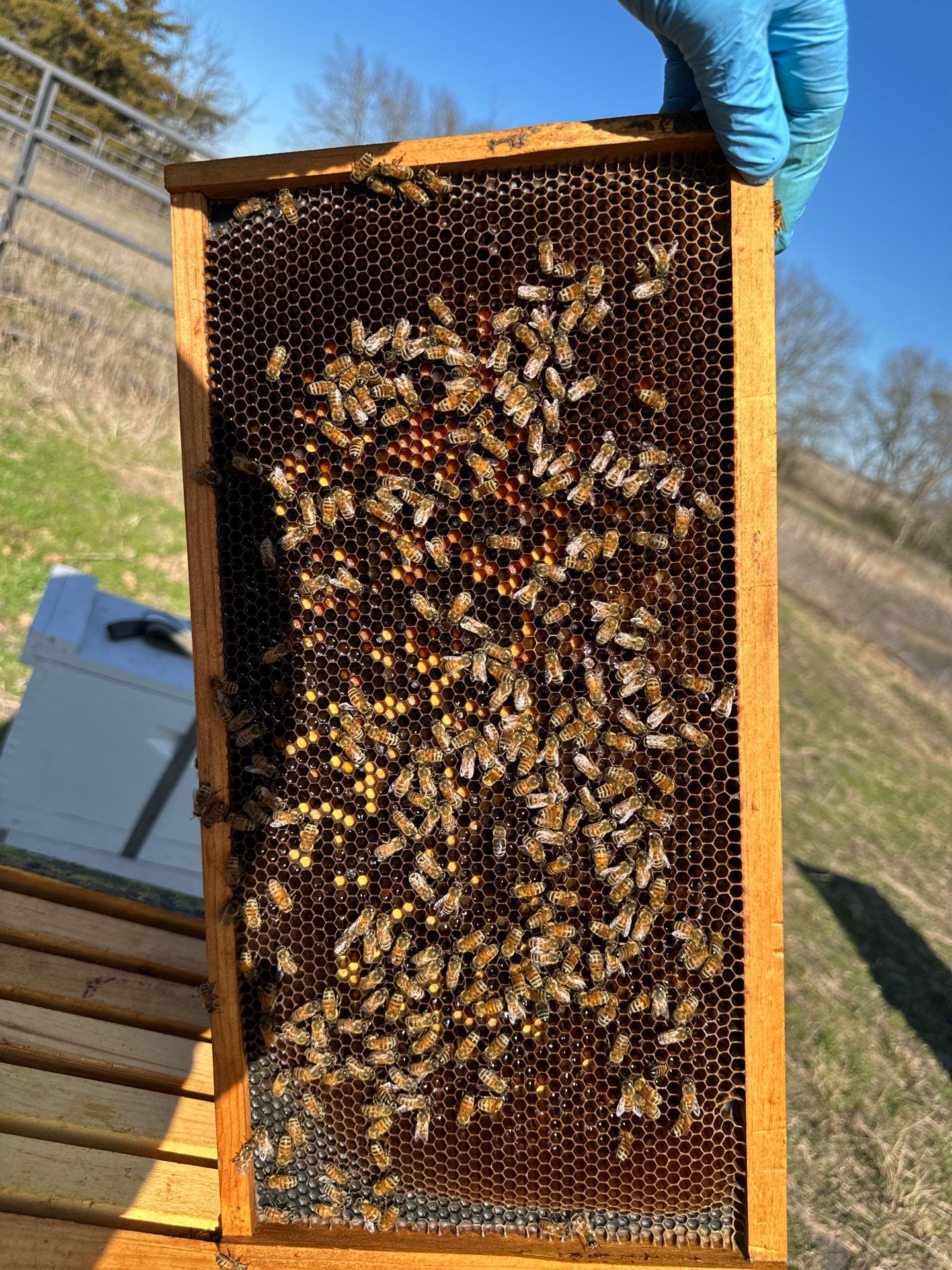 Bees for Ag. Exemption in Rockwall by Rockwall Honey Bee Company