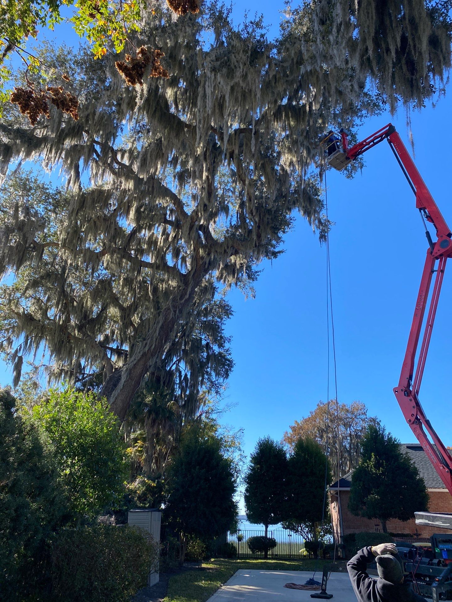 Residential | Tree Service by ProGreen Services