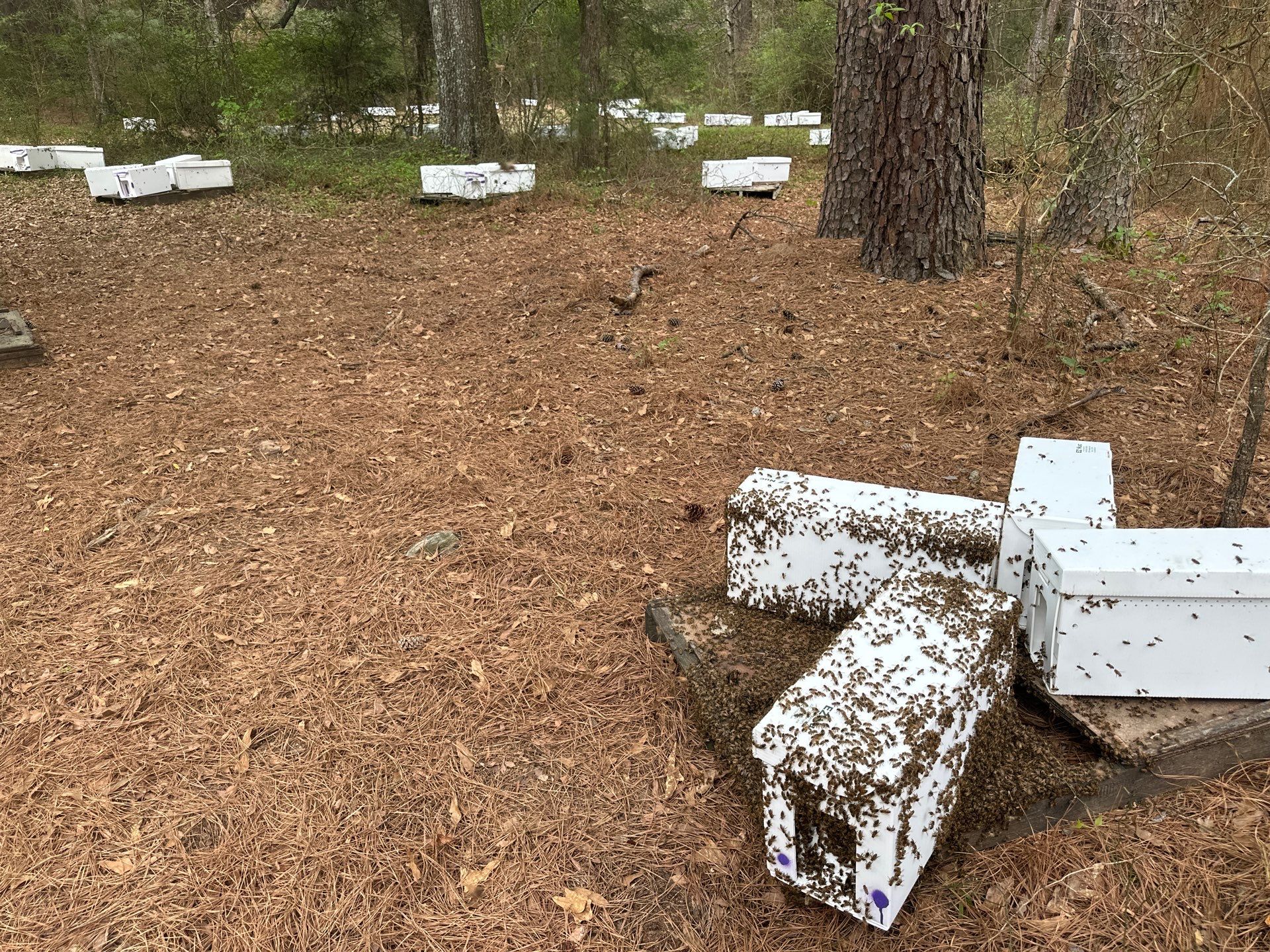 Tree Farm Apiary by Rockwall Honey Bee Company