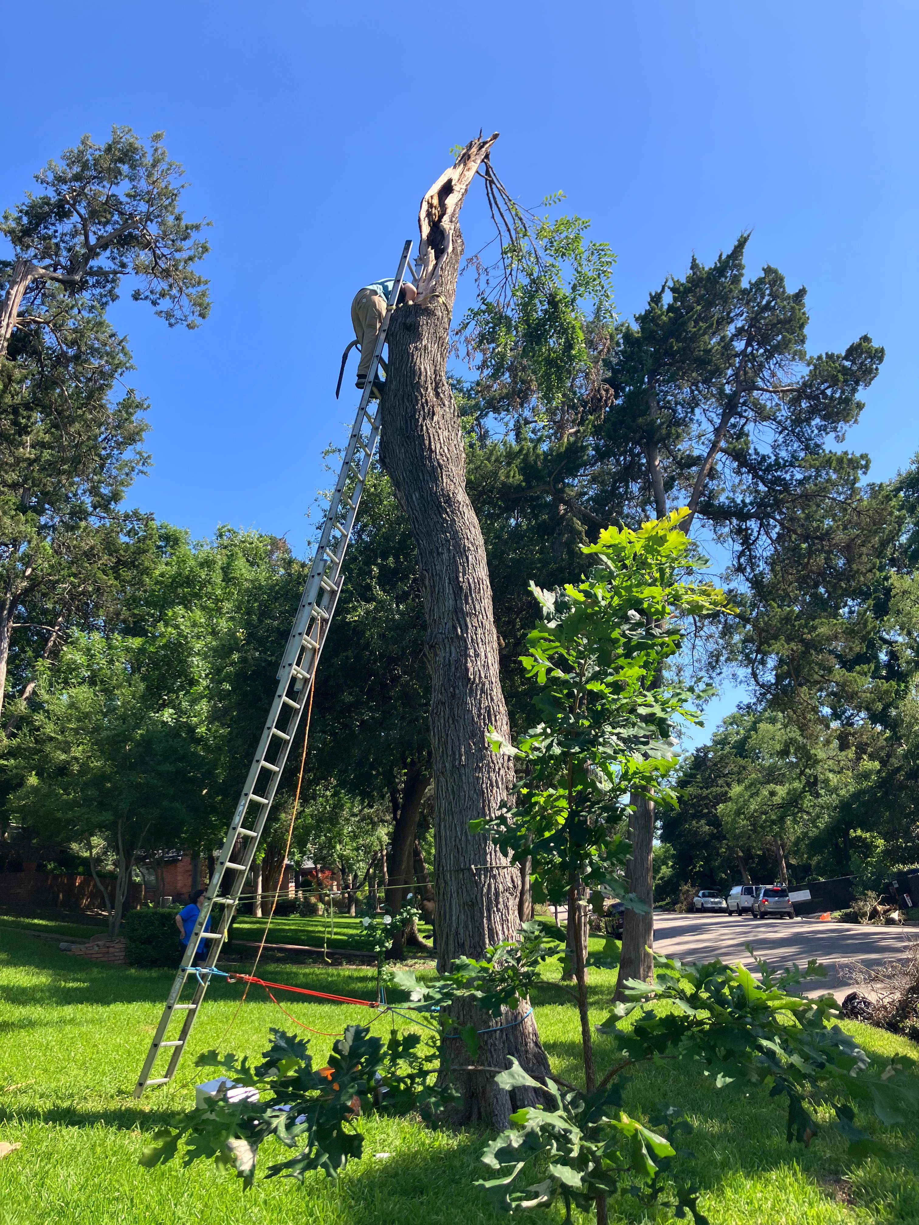 Canopy-less Tree by Rockwall Honey Bee Company