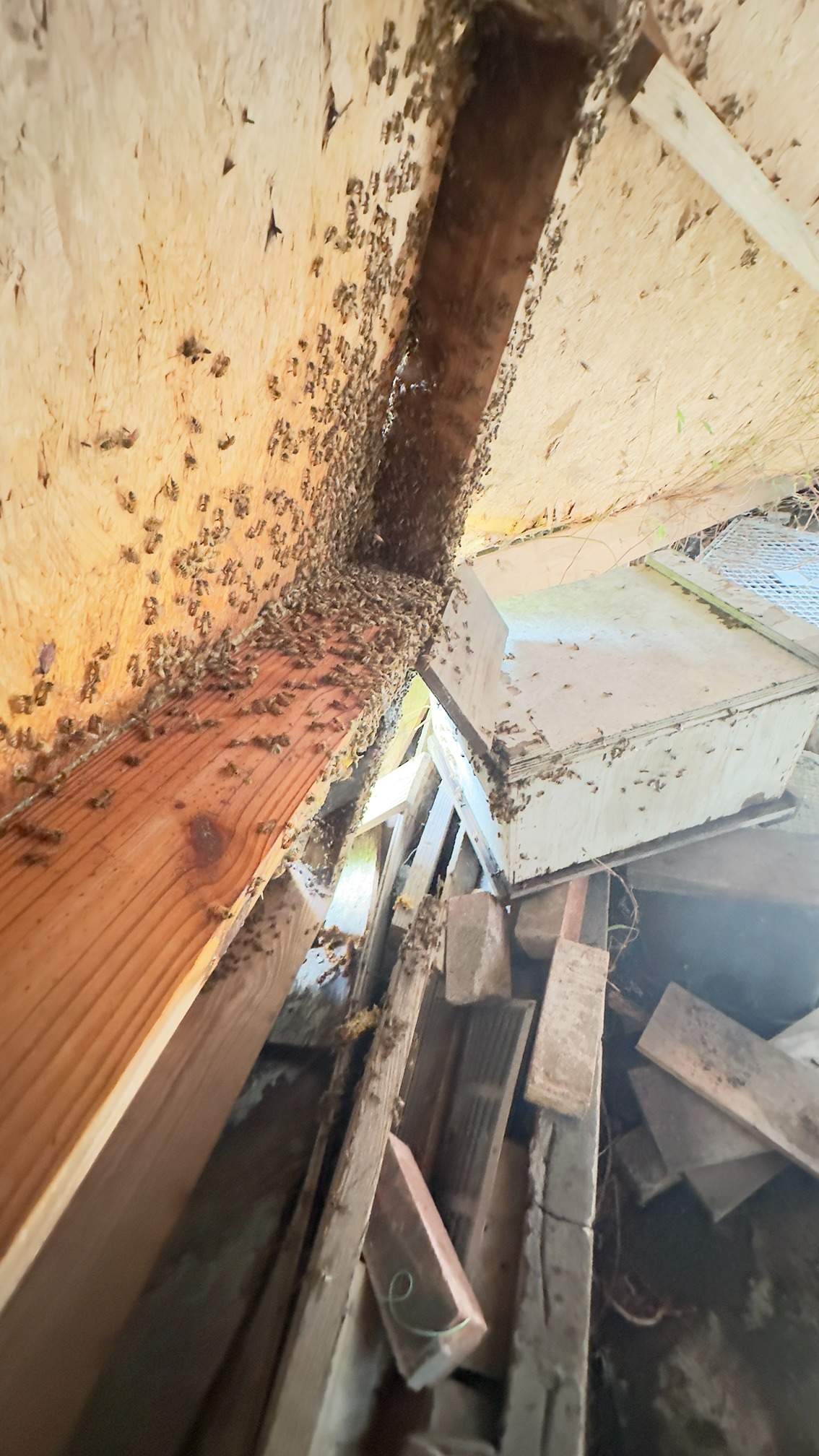 Open Air Garage Beesli by Rockwall Honey Bee Company