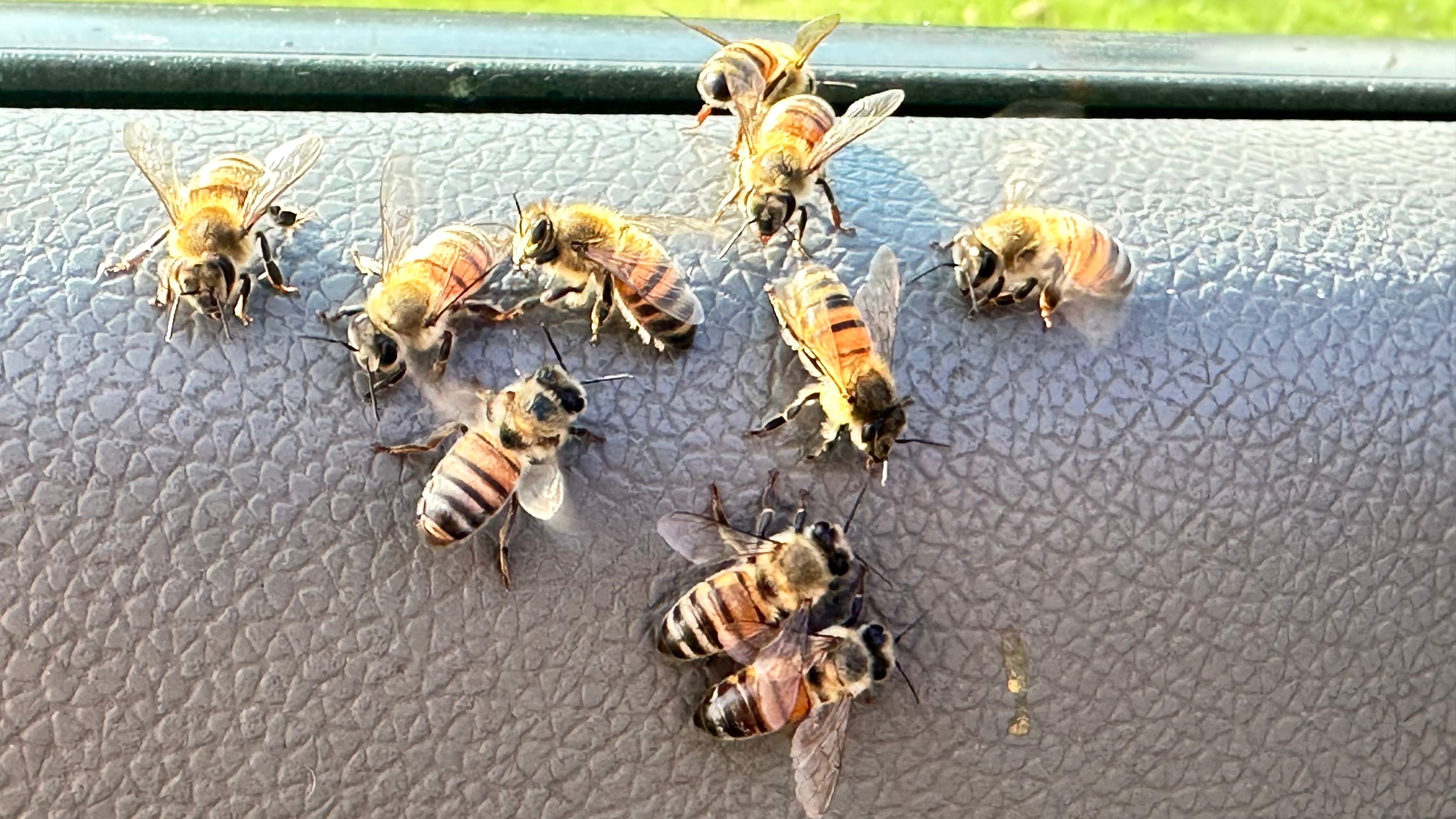 Composter by Rockwall Honey Bee Company