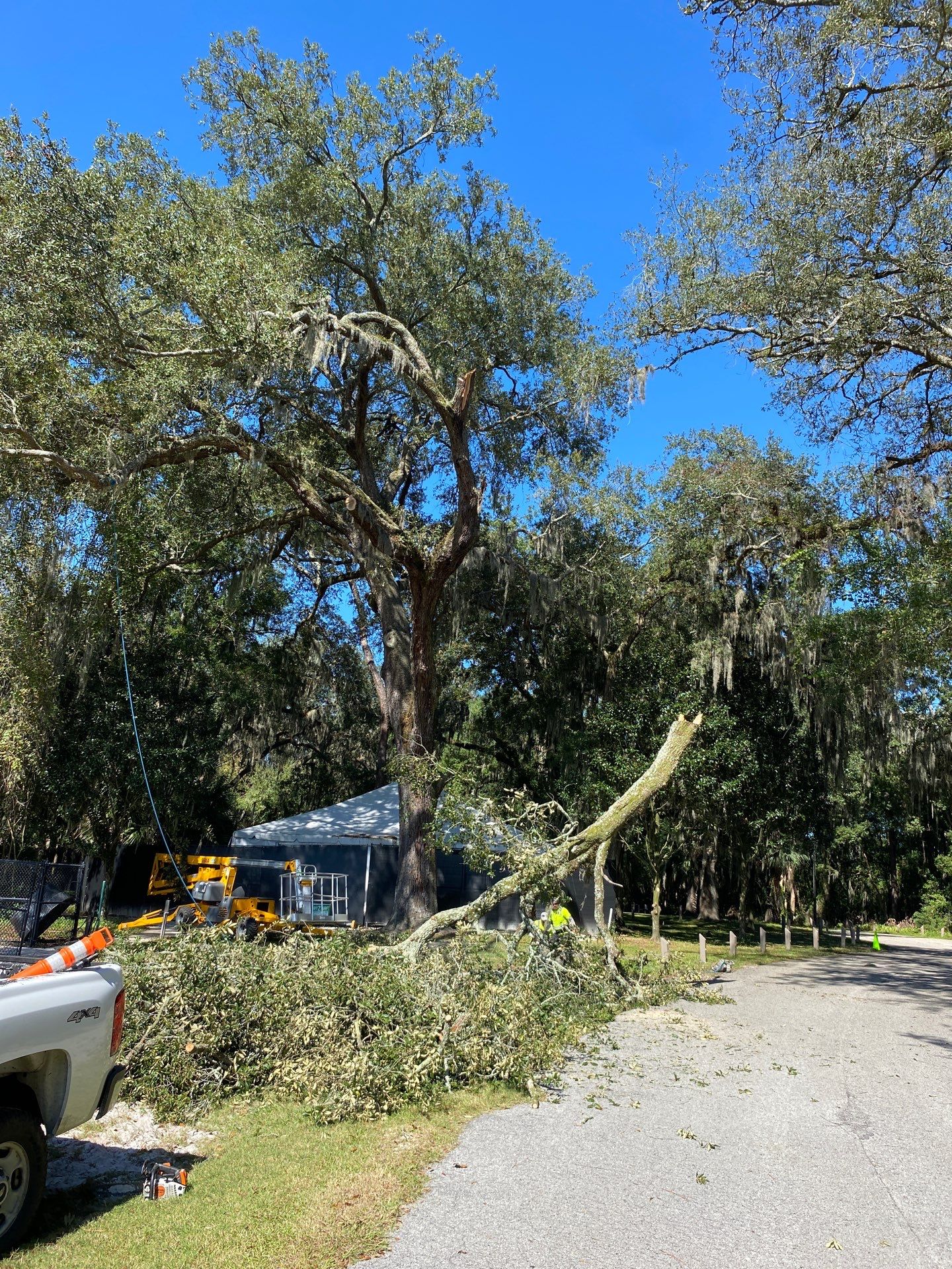 Episcopal | Large Tree Removal by ProGreen Services