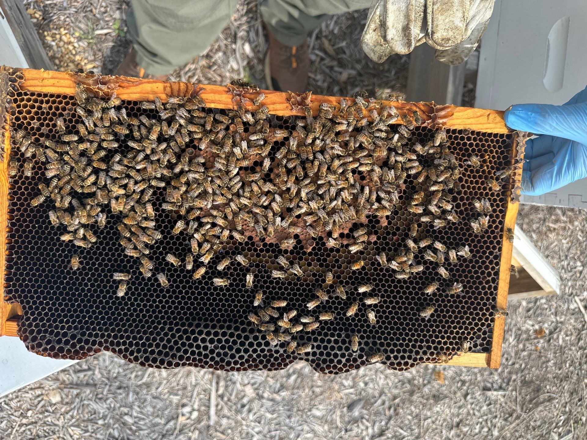 Ag. Exemption Client in Wylie by Rockwall Honey Bee Company