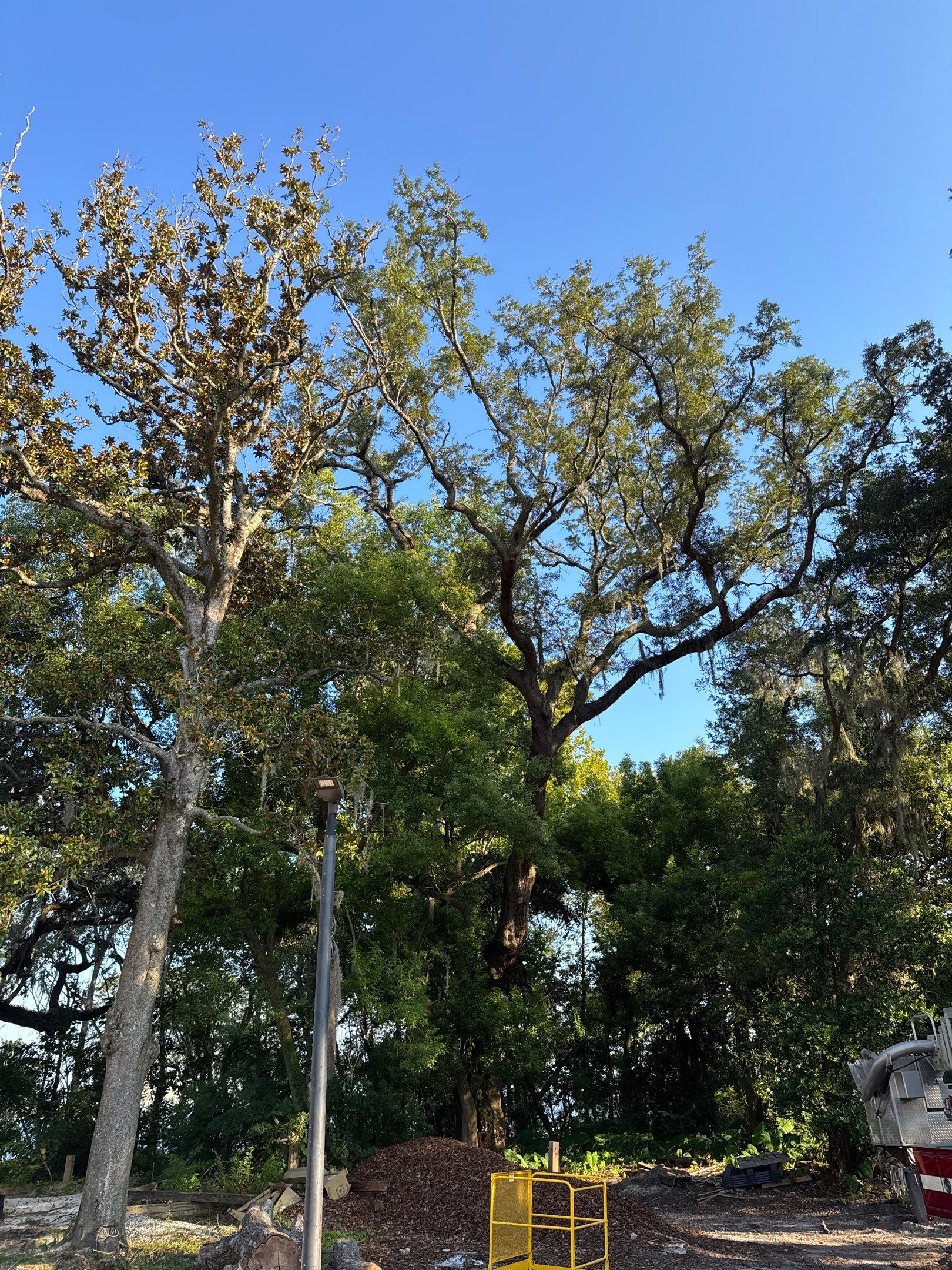 Tree Removal | Episcopal Softball Field by ProGreen Services