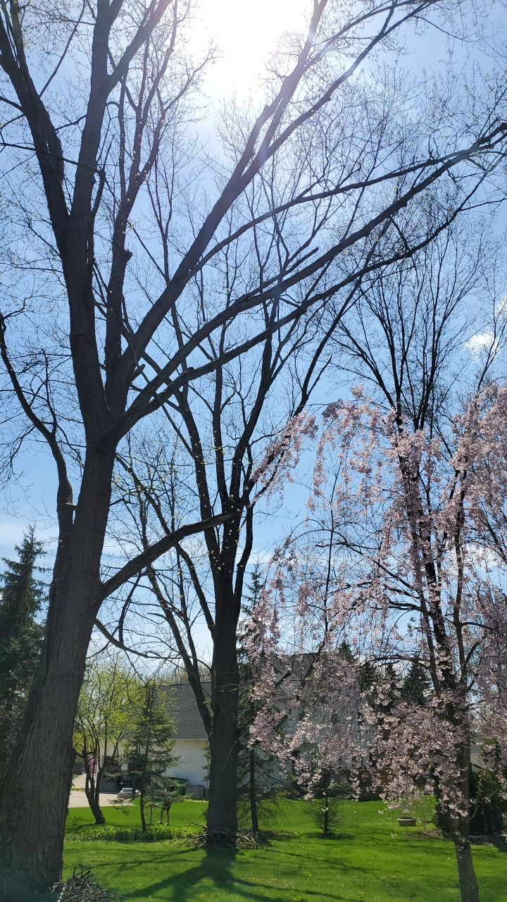 Tree Removal using Tree Removal by Mike Jones & Sons Tree Service LLC 