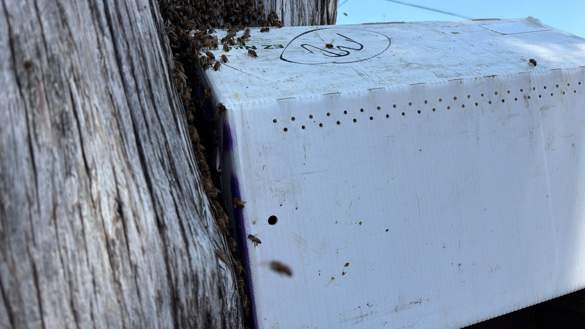 Cavern-Crack Tree Bees by Rockwall Honey Bee Company