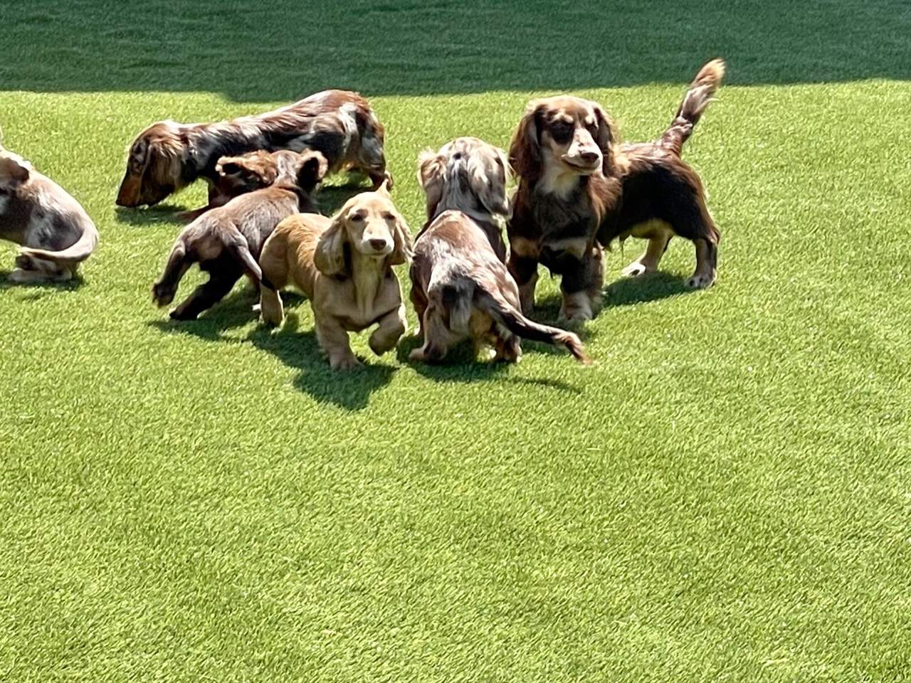 Fairhaven Dachshunds in North Manchster by ForeverLawn NEIN/INDY