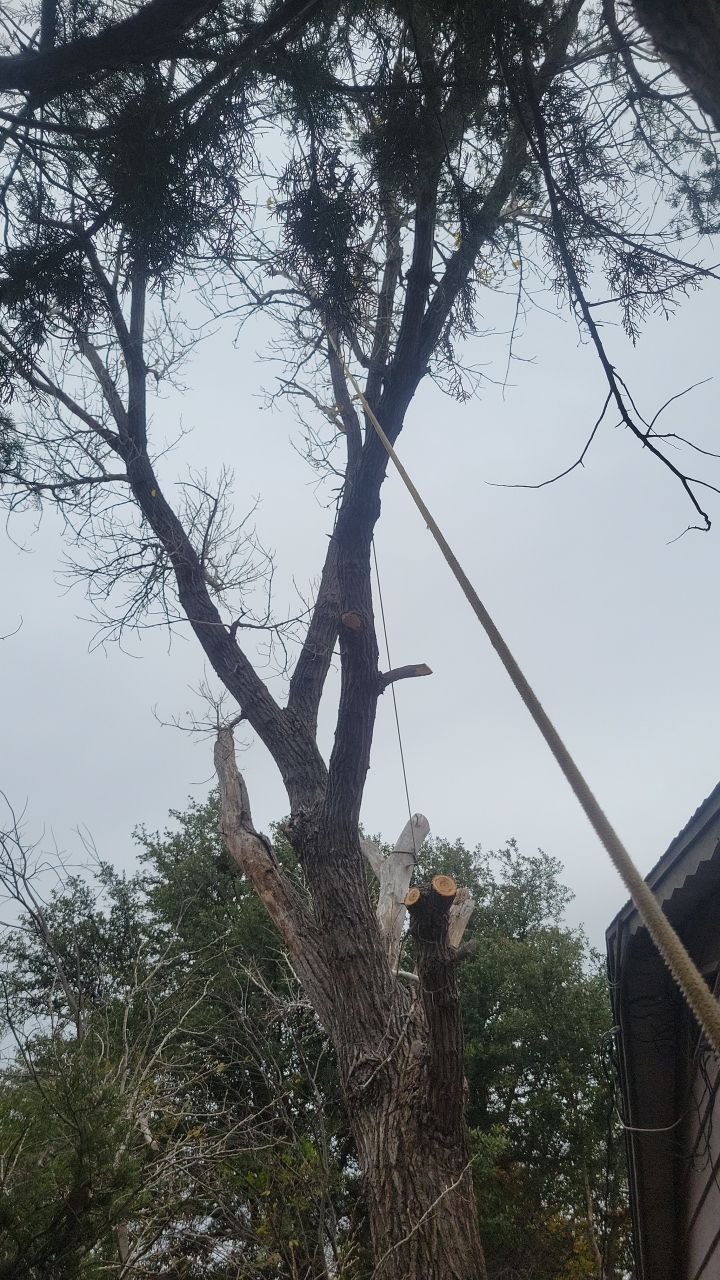 Tree Removal using Chainsaws by Clays Services Inc