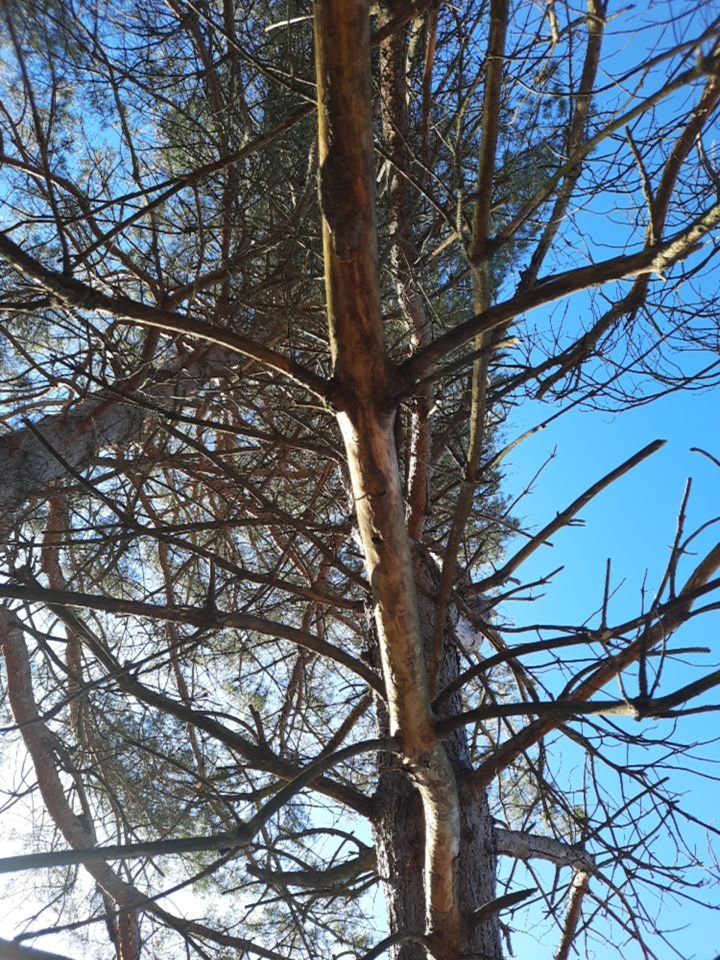 Storm Damaged Tree Removal  using Tree Removal by Mike Jones & Sons Tree Service LLC 