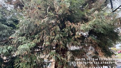 Arborist Report for Redwood Tree with Root System Concerns – Seattle, WA
