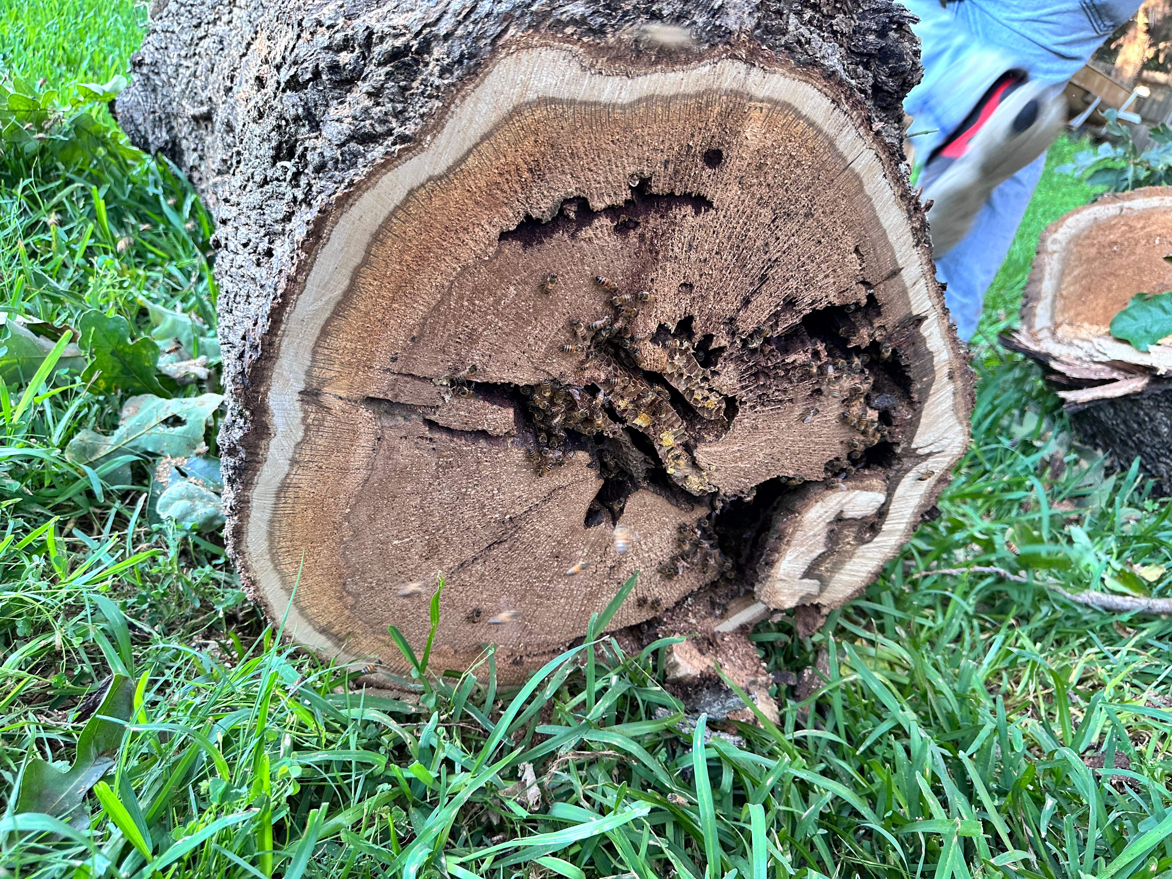 Wina-tree-go by Rockwall Honey Bee Company