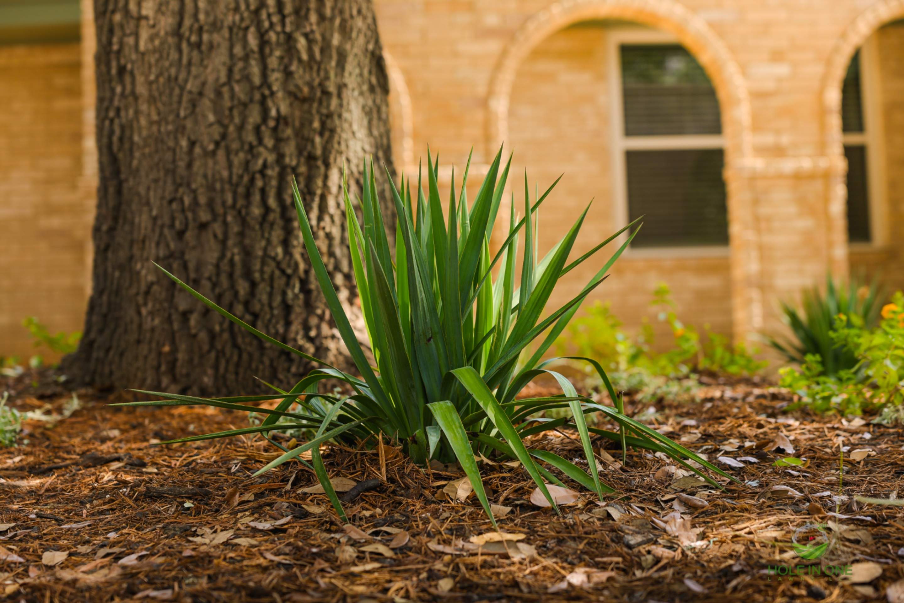 Whisper Hollow, San Antonio TX by Hole In One Lawns, LLC