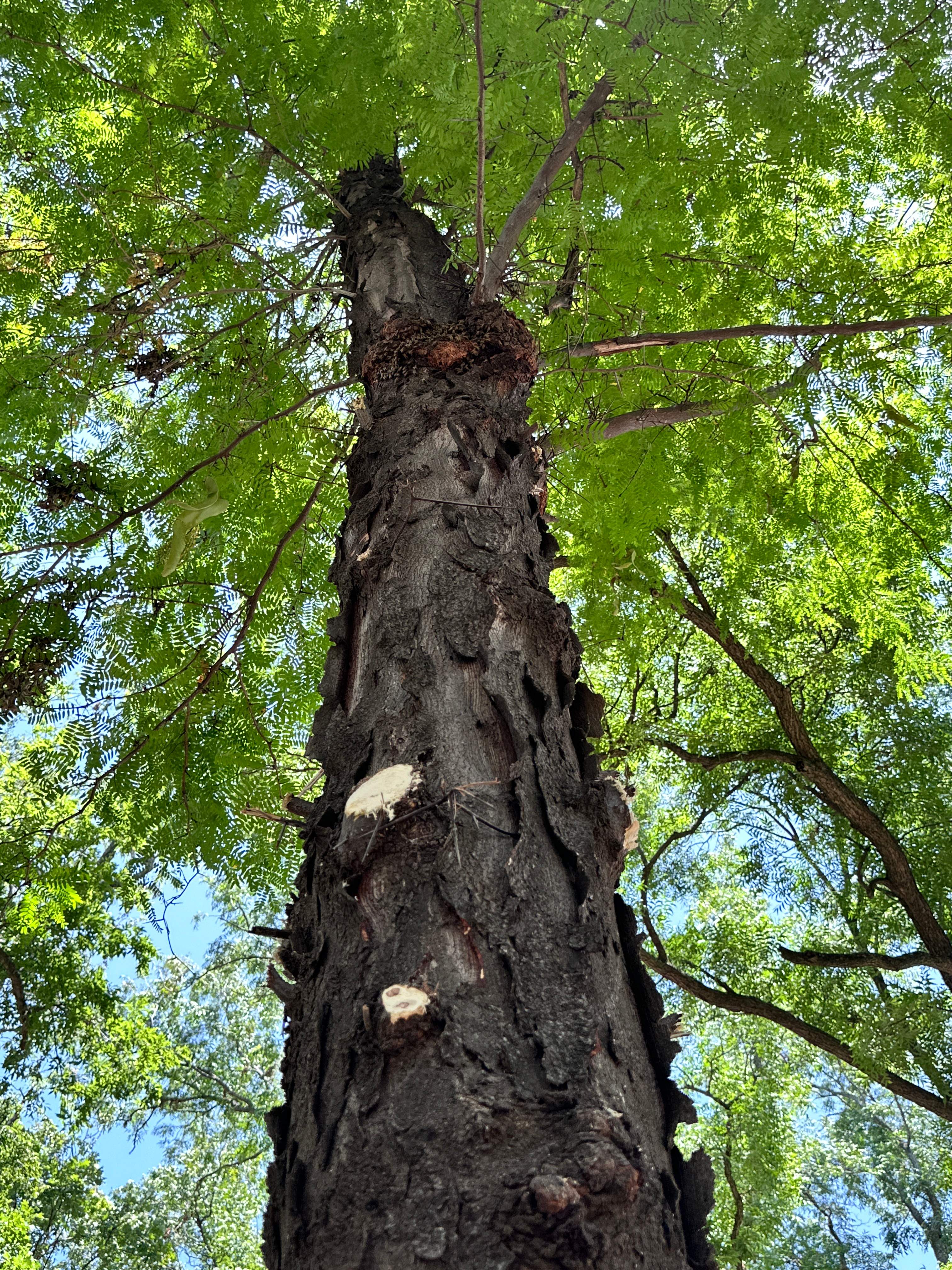 Two More Trees, One More Yard by Rockwall Honey Bee Company