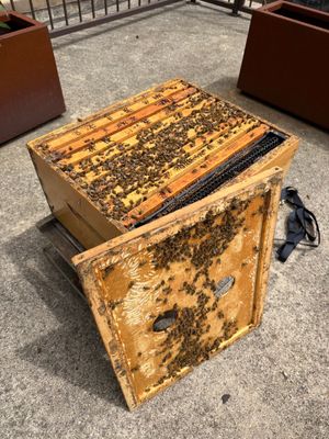Happy Parking Lot Bee Hive