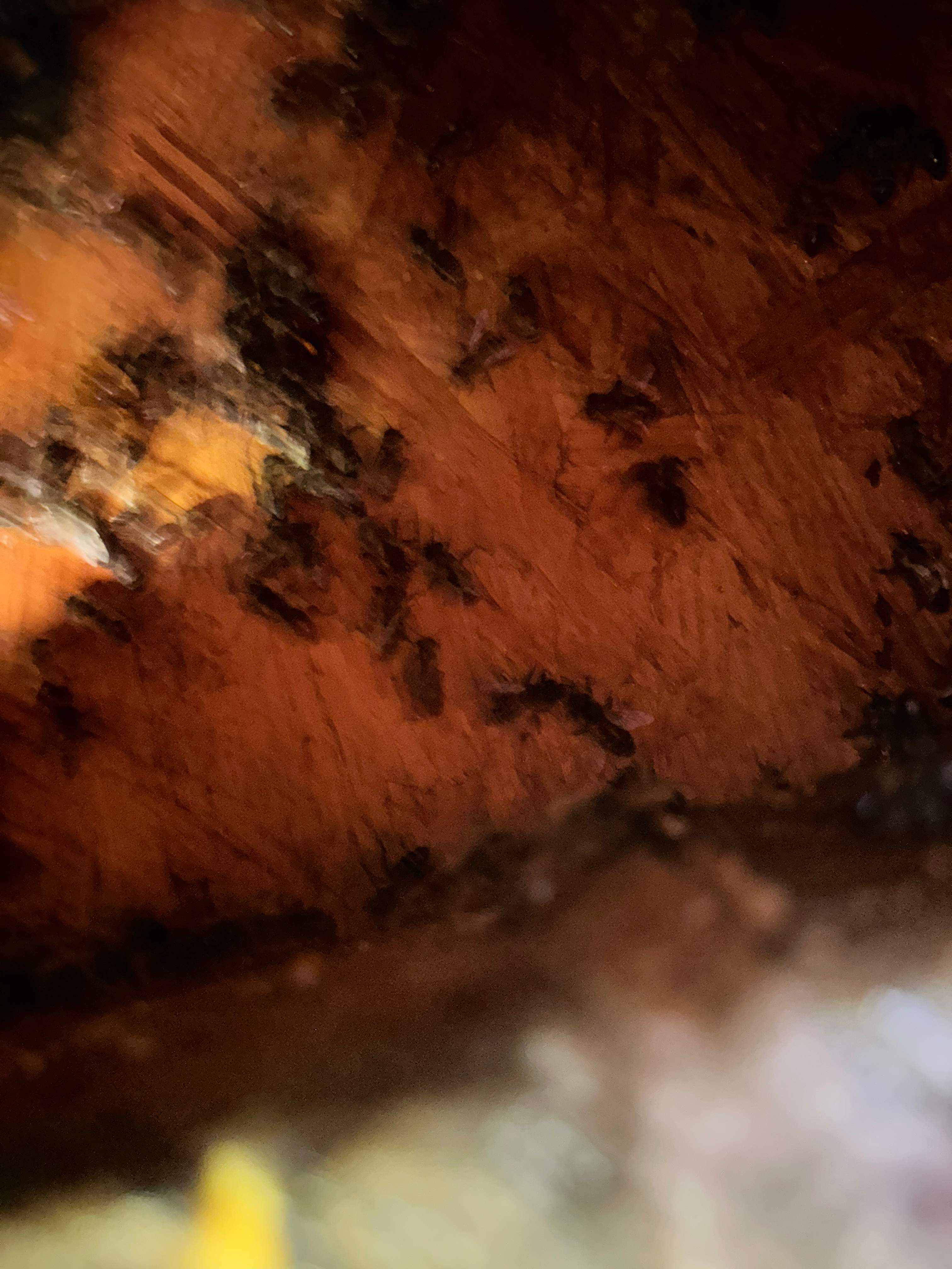 High Bees by Rockwall Honey Bee Company