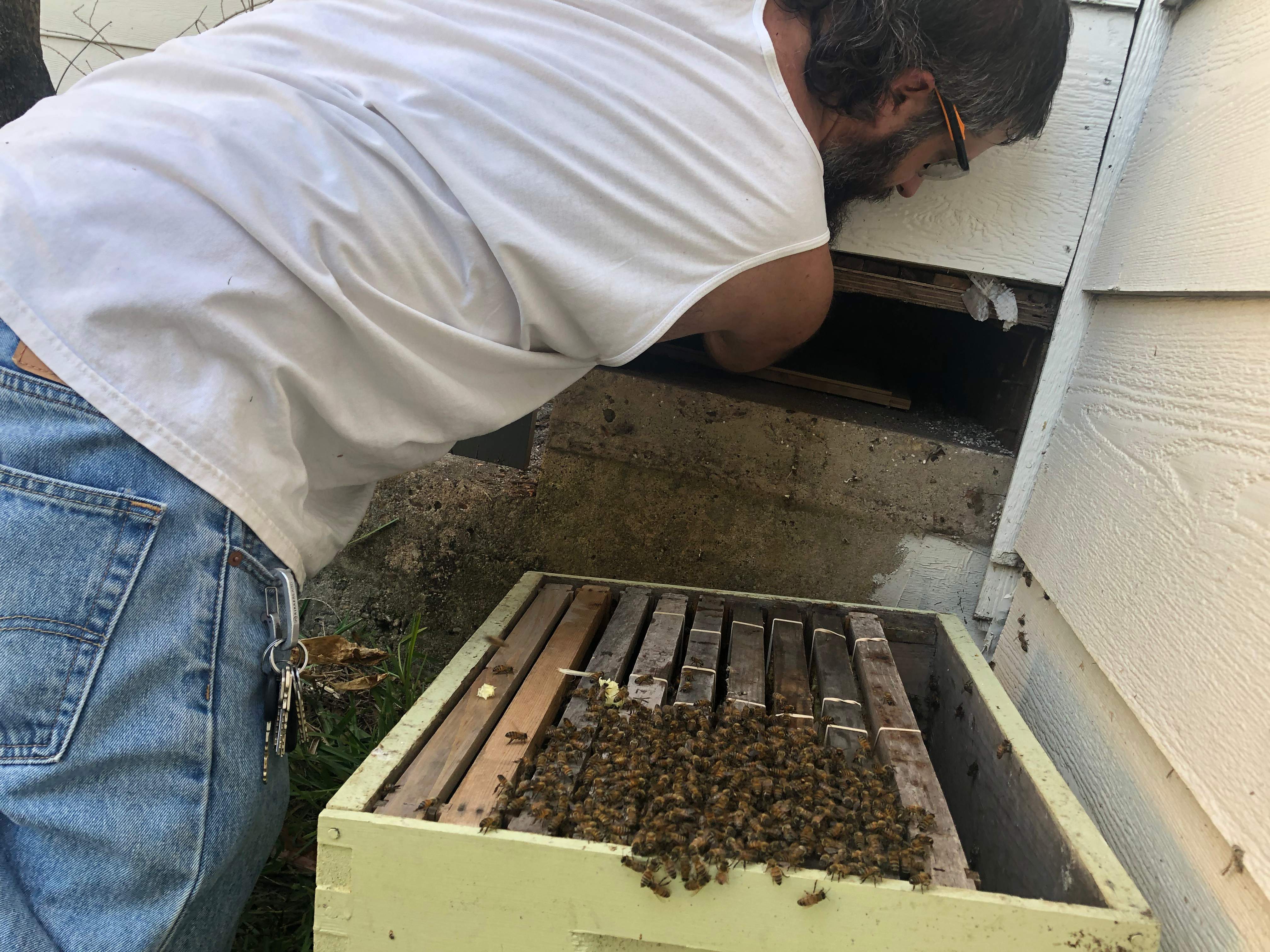 Bees Handled by Rockwall Honey Bee Company