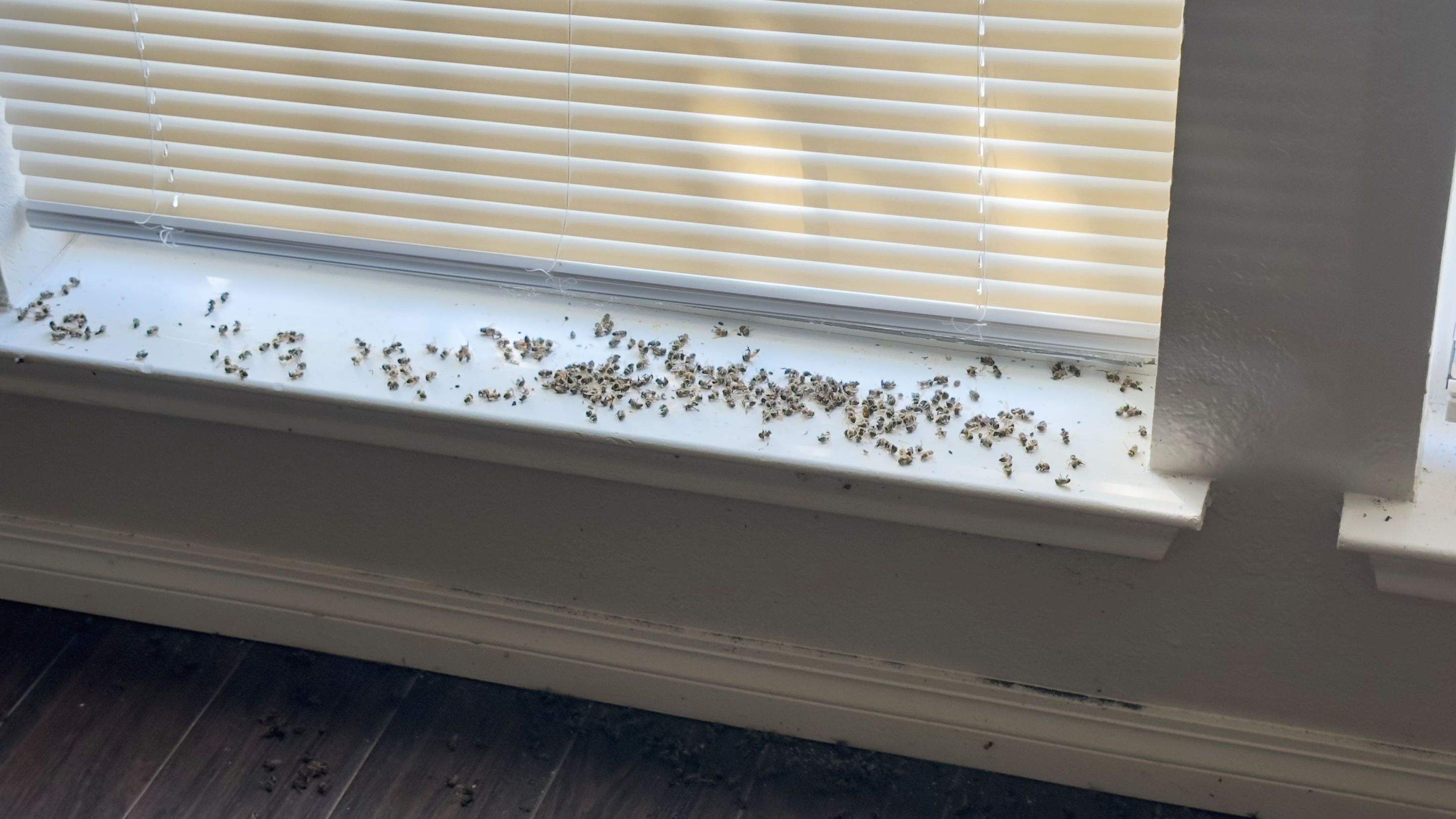 Pest Control Operator Referral by Rockwall Honey Bee Company