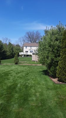 Tree Removal using Tree Removal