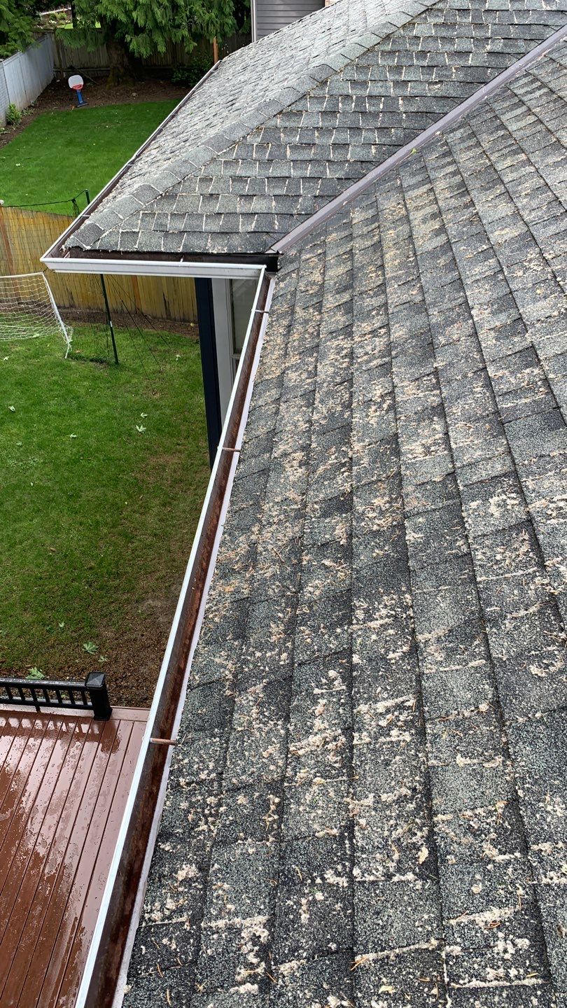 Softwashed in many Years back, and organic regrowth significant by DawnSky LLC